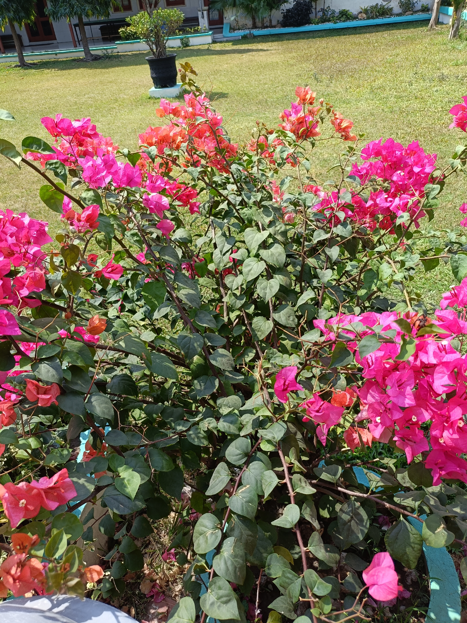 The image depicts a close-up view of a vibrant bougainvillea plant with a lush green lawn and building in the background. The bougainvillea is covered in bright pink and orange bracts, with dark green leaves. The plant appears to be situated in a garden or courtyard area, likely within a residential or institutional setting in Kediri City, Indonesia, given the style of the building and vegetation. The lawn is well-maintained, and a portion of a light-colored building with windows and a light blue trim is visible in the background. The lighting suggests it is daytime with sunlight casting shadows. There are no people or animals visible in the frame.