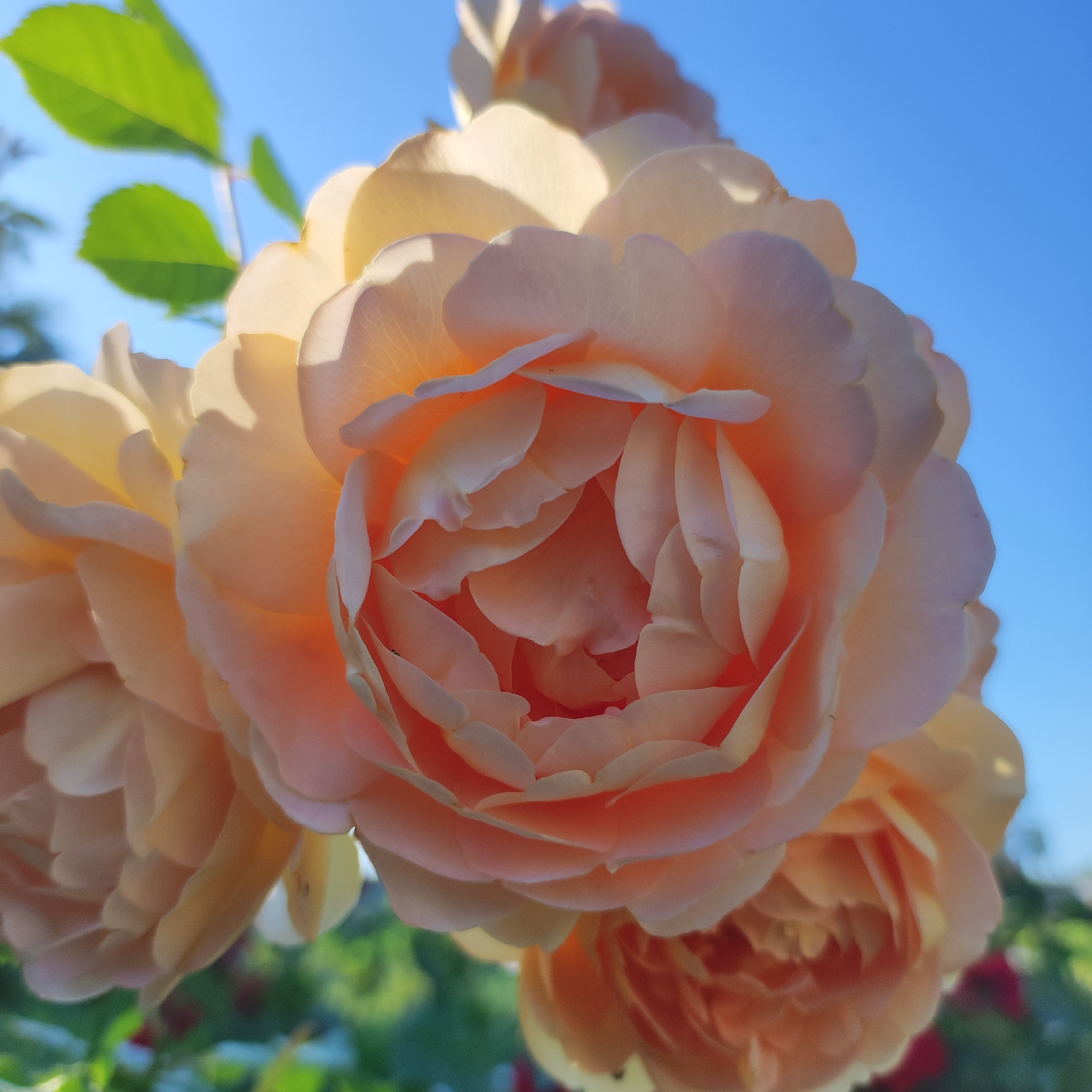 A close-up, low-angle shot captures a cluster of soft, peach-colored roses against a clear blue sky. The roses are tightly packed with numerous delicate petals, some tinged with a lighter yellow hue due to the sunlight. A few green leaves are visible at the top left, adding a touch of vibrant contrast. The background is a seamless expanse of blue sky, with hints of blurred greenery and possibly other red roses at the very bottom, out of focus. The image was taken outdoors, likely in a garden or park in Navoloki, Russia, under bright daylight conditions. There are no people or discernible actions depicted, only the natural beauty of the flowers.