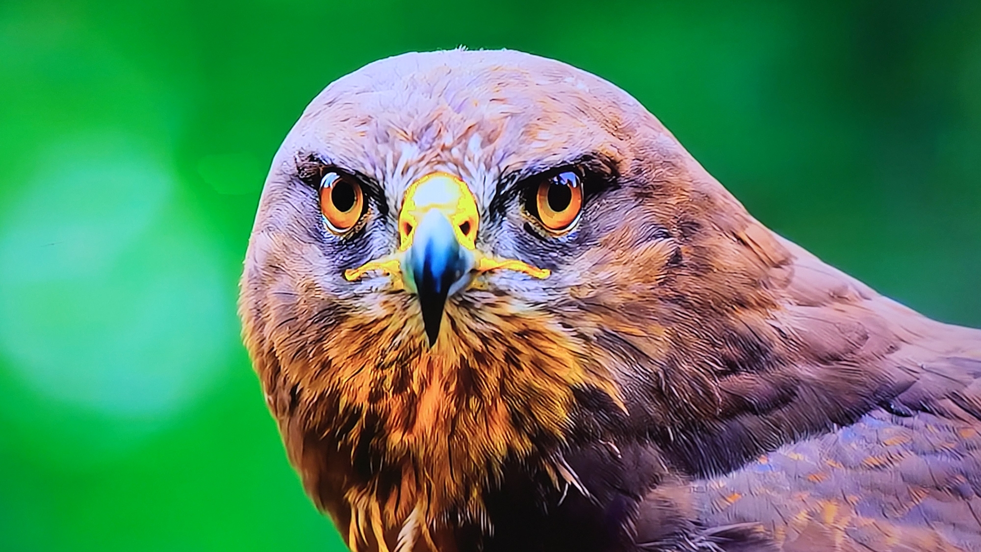 A close-up shot of the head of an eagle. The eagle has brown feathers, piercing orange eyes, and a sharp yellow and blue beak. The background is blurred green, suggesting foliage. The image does not contain sufficient information to identify a specific location in Yerevan, Armenia.