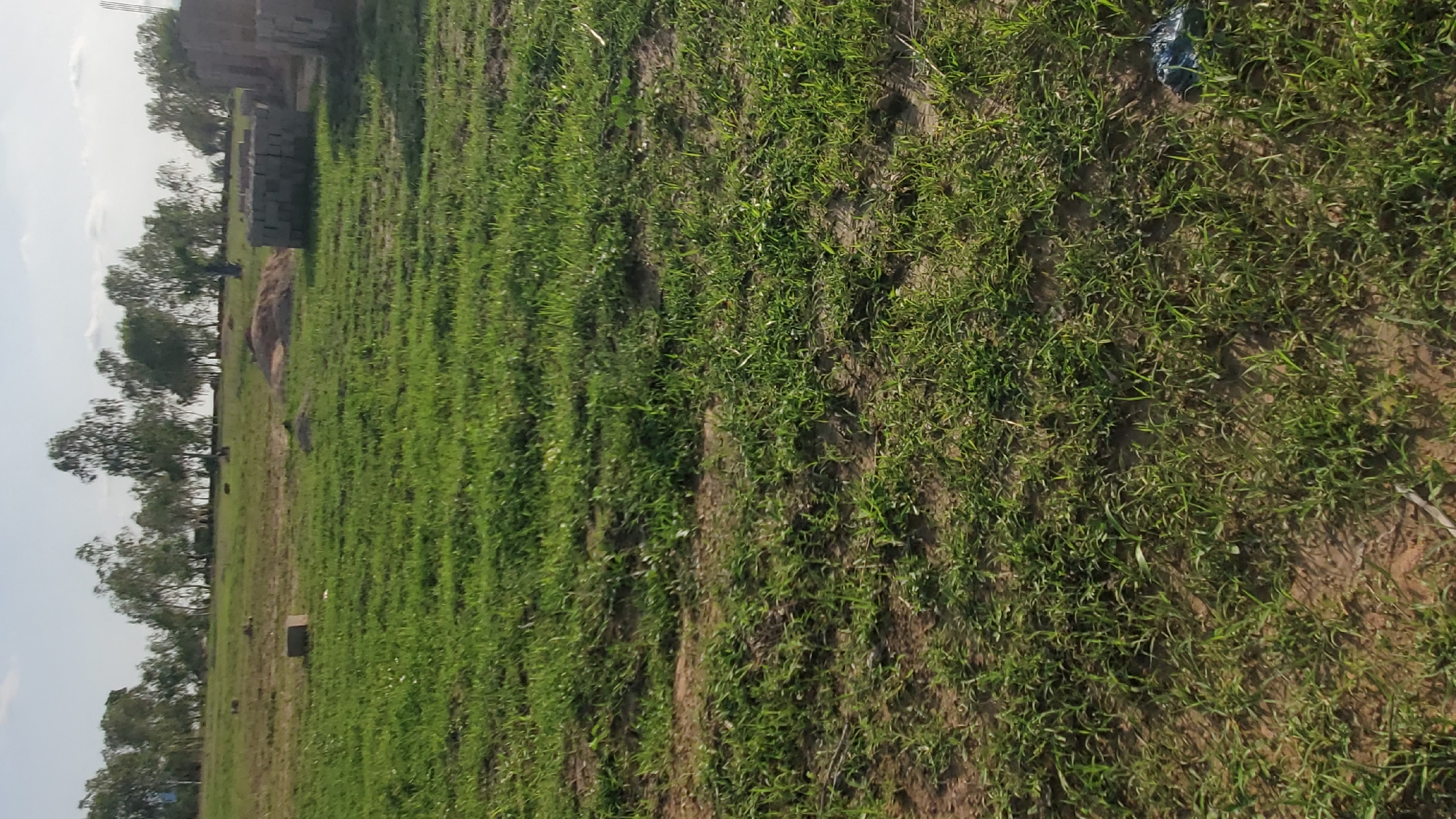 The image shows a sparsely vegetated, open field with scattered piles of bricks and sand. In the background, a line of trees suggests a border to the field. The ground is uneven and covered with a mixture of dry soil and sparse green grass. The sky is overcast with some patches of blue. The scene appears to be a construction site or undeveloped land located on the outskirts of Jalingo, Nigeria, likely in an area undergoing development or preparation for building. There are no people visible in the image.