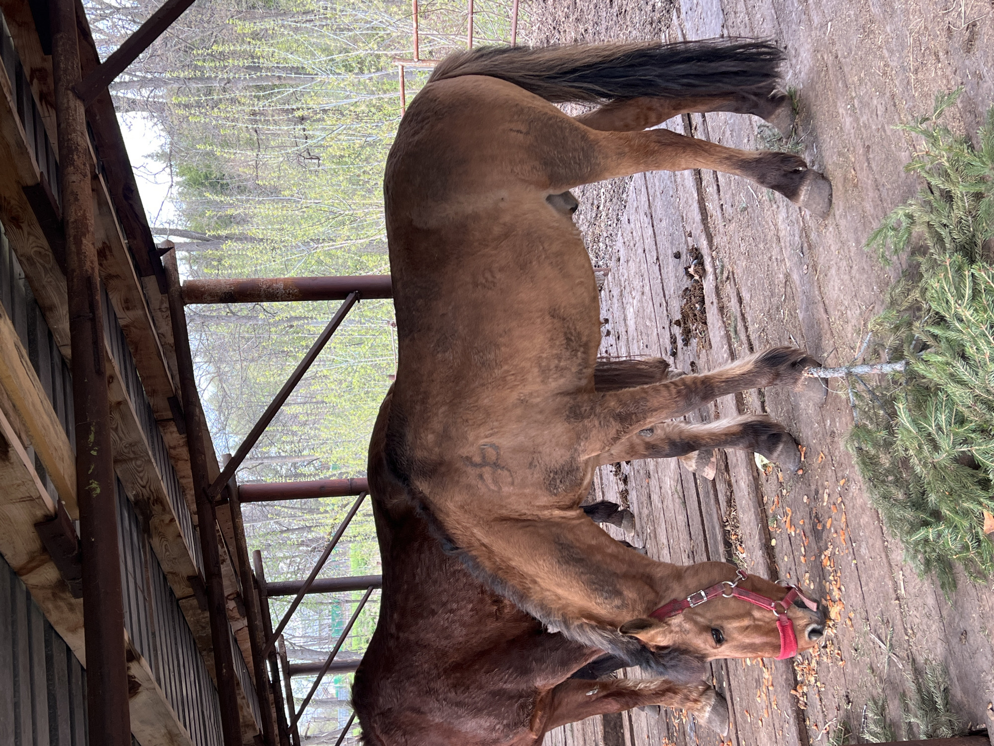 The image displays two horses within a semi-enclosed stable or paddock area, likely in Sanatoriya Yumatovo Imeni 15-Letiya Bassr, Russia. The dominant subject is a light brown or dun horse, featuring a dark mane and tail, and wearing a vibrant red halter. This horse is depicted with its head lowered, engaged in eating small, light-colored particles scattered across the wooden ground. Partially visible behind and to its left is a second, darker brown horse, standing quietly.
The ground beneath the horses is constructed from weathered wooden planks, suggesting a stable aisle or outdoor decking. To the right of the horses, a fresh green branch, possibly from a fir or pine tree, lies on the wooden surface. The horses are positioned under a sturdy structure composed of metal posts and beams, which supports a partial roof or overhang.
The background reveals a natural setting with numerous trees displaying bright, new green leaves, indicative of springtime. The lighting appears to be natural daylight, suggesting the photo was taken during the day. A distinct brand or mark, resembling a stylized number "3", is visible on the flank of the lighter brown horse. Both horses appear calm and at ease in their surroundings. There is no visible text in the image.