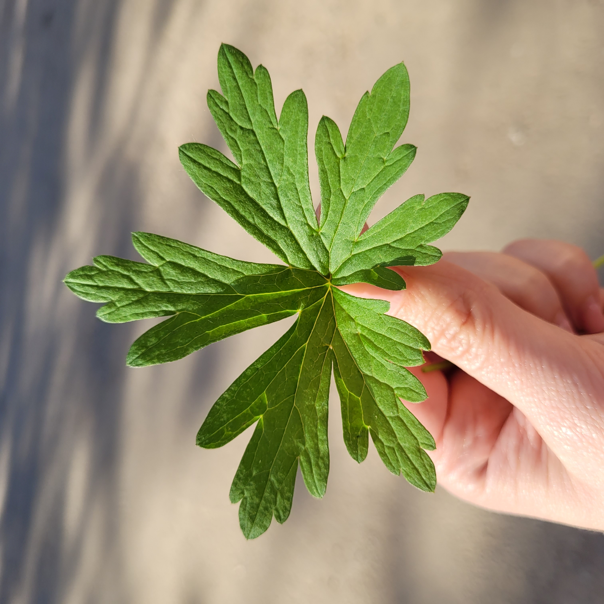 A vibrant green, deeply lobed leaf is prominently featured in a close-up shot, held by a human hand. The leaf, possibly palmate, has several distinct segments radiating from a central point, showcasing intricate venation and a slightly hairy texture along its edges. The fingers of a light-toned hand are visible on the right side of the frame, gently grasping the stem or base of the leaf.
The background is a blurred, light tan or grey surface, across which several sharp, elongated shadows are cast. These shadows suggest the presence of nearby foliage or objects, indicating bright, direct sunlight. The lighting conditions imply the photograph was taken outdoors during the daytime, likely when the sun was at an angle, such as in the morning or late afternoon. There is no visible text in the image.