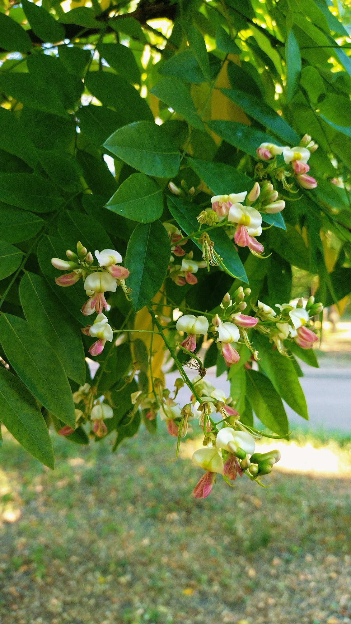 In Horishni Plavni, Ukraine, this image captures a close-up view of a tree branch adorned with delicate white and pink flowers and lush green leaves. The flowers are clustered together, with some in full bloom and others in bud. Their petals are a mix of creamy white and soft pink, with delicate veins visible. The leaves are a vibrant green, providing a rich backdrop to the blossoms. The background is softly blurred, suggesting a natural outdoor setting. The ground below appears to be covered in a mixture of grass and small pebbles. The lighting indicates it is daytime, with sunlight filtering through the leaves and highlighting the flowers.