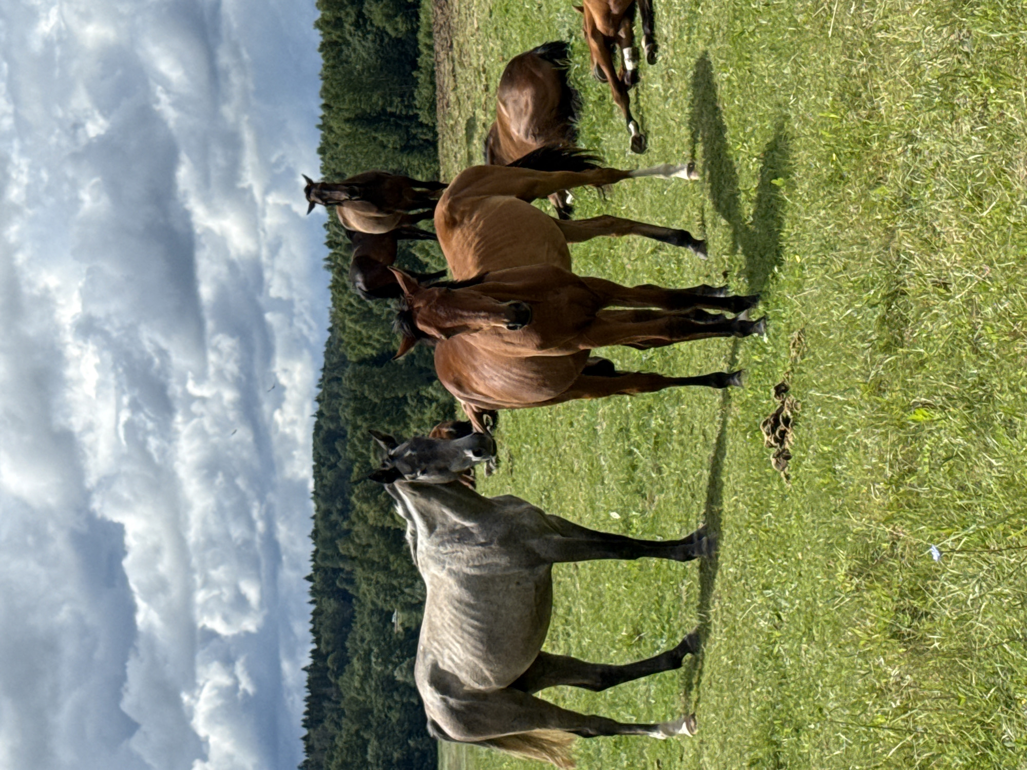 The image captures a herd of horses in a grassy field, set against a backdrop of lush green trees and a cloudy sky. The horses are of various colors, including grey, brown, and darker shades. Some are standing, while others are lying down in the grass. In the foreground, a grey horse stands facing left, its ribs visible, and a brown horse stands facing forward, looking directly at the camera. In the middle ground, several other horses are scattered, with some lying down and one standing further back. The environment appears to be a rural or semi-rural area, with dense forest lining the horizon. The lighting suggests it is daytime, possibly overcast, given the presence of clouds. The scene depicts a natural habitat for horses, with ample grazing space and open sky.