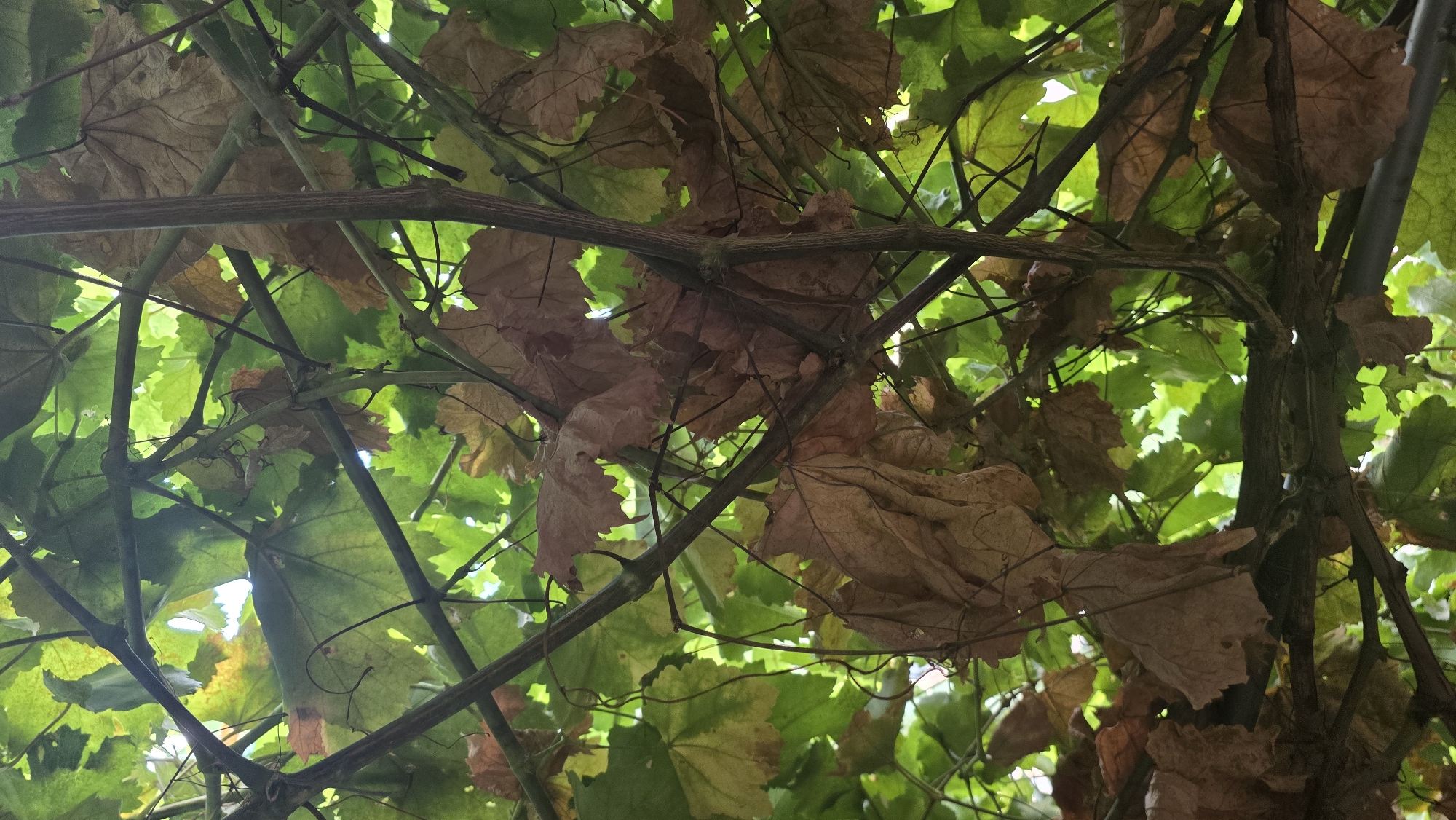 The image shows a close-up view of grapevines with both green and dry brown leaves, intertwined with thin branches. The foliage is dense, creating a canopy effect. The lighting suggests it is daytime, with sunlight filtering through the leaves. The location is specified as Chuy, Kyrgyzstan.