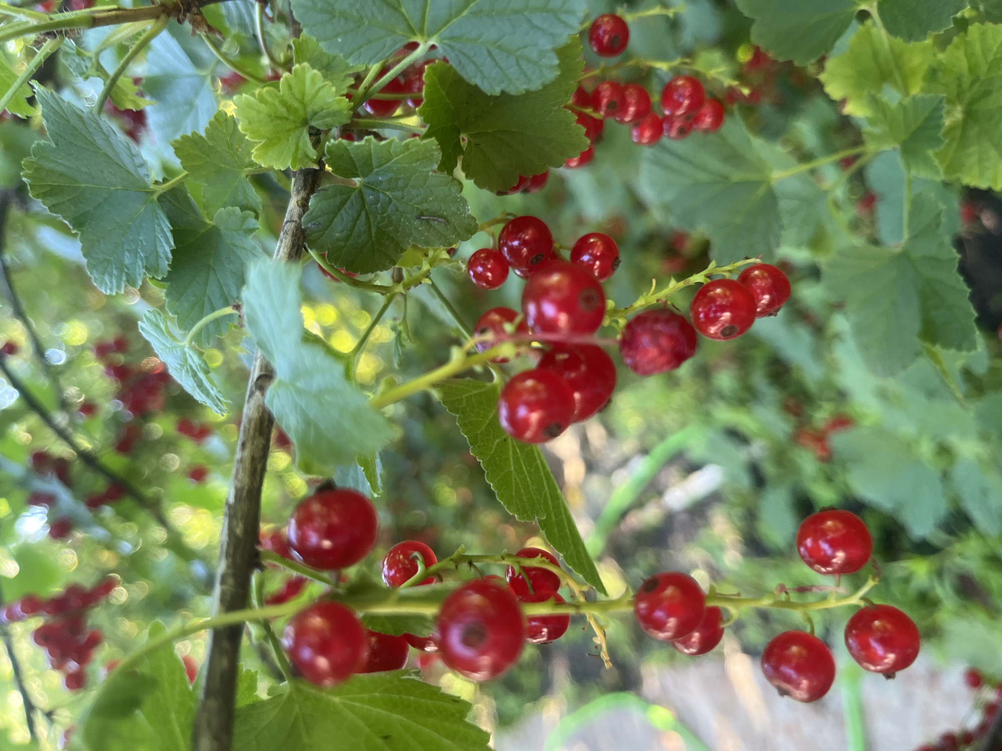The image shows a close-up of red currants on a branch, with green leaves in the foreground and background. The currants are small, round, and bright red, and they are clustered together on thin stems. The leaves are green and have a lobed shape. The background is blurred, but it appears to be a garden or a park with other plants and possibly some sunlight filtering through. There are no people or animals visible in the image. The scene is natural and tranquil, evoking a sense of summer harvest and abundance. The specific location in Voronezh, Russia is not identifiable from the image alone.