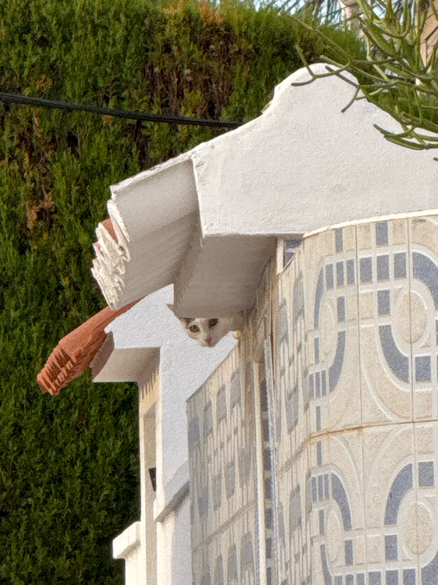 A white and tan cat with green eyes is peeking out from under the eave of a building. The building is covered in light-colored tiles with a blue decorative pattern. A terracotta downspout is visible to the left of the cat. In the background, a dense green hedge is present, and a wire is strung across the top of the image. The scene appears to be outdoors, possibly in a residential area of Torrevieja, Spain, given the architectural style and vegetation common to the region.