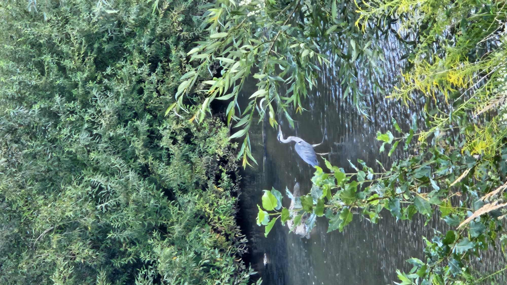 The image shows a grey heron standing in shallow water, likely a river or stream, surrounded by lush green vegetation. The heron is facing to the right, with its long neck extended. The water is dark and reflects the surrounding greenery. In the foreground, there are leafy plants and reeds. The background is dominated by dense green foliage, suggesting a natural, possibly wooded area. The scene appears tranquil and depicts wildlife in its natural habitat. The provided crops highlight different sections of the image, offering closer views of the vegetation and the heron. However, no specific details about the city of Prešov, Slovakia, can be inferred from the visual content of the image.