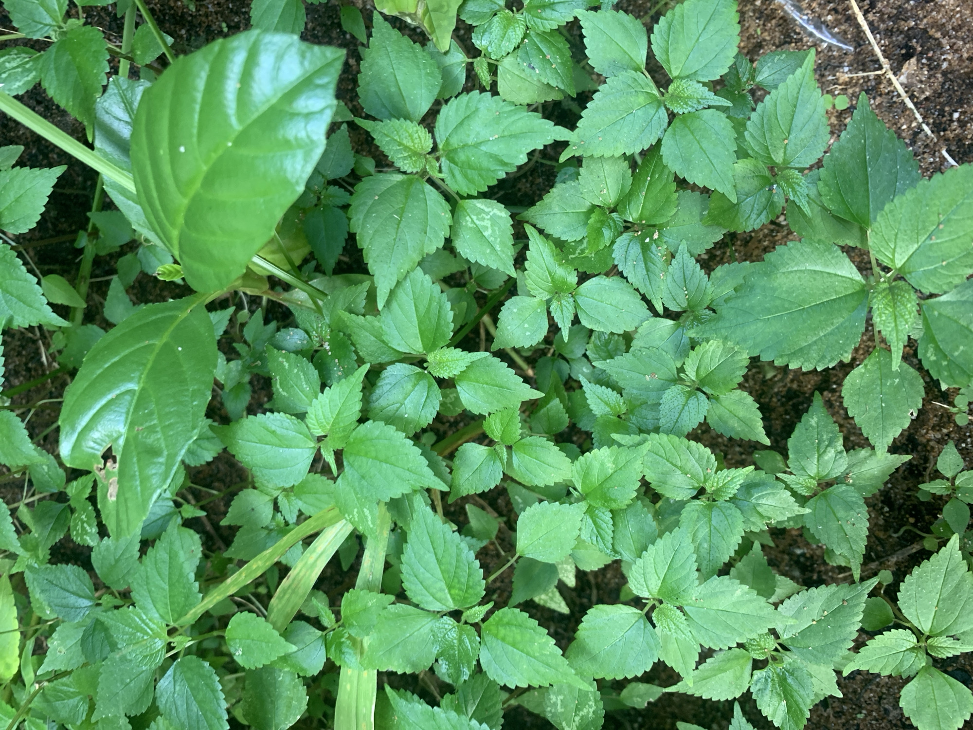 A close-up, high-angle aerial shot captures a dense cluster of vibrant green plants growing in loose, dark soil. The leaves are broad and ovate with serrated edges, and some exhibit a waxy sheen. Sunlight illuminates the foliage, creating highlights and shadows that give the plants a textured appearance. Some leaves show signs of damage, with small holes or brown spots. The sandy soil is visible between the plants, and a thin, dry stalk lies across the lower right portion of the image. The scene is devoid of human presence or activity and is situated outdoors in a natural environment. The location is identified as Kuala Pembuang, Indonesia.