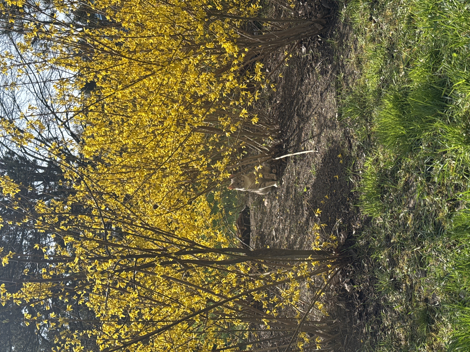 The image depicts a landscape scene. Two forsythia bushes, dense with bright yellow blossoms, dominate the foreground. A cat is between the bushes. The ground between the bushes is bare. To the right of the bushes, there is green grass. Dark trees are visible on the left and a blue sky. The location cannot be determined.