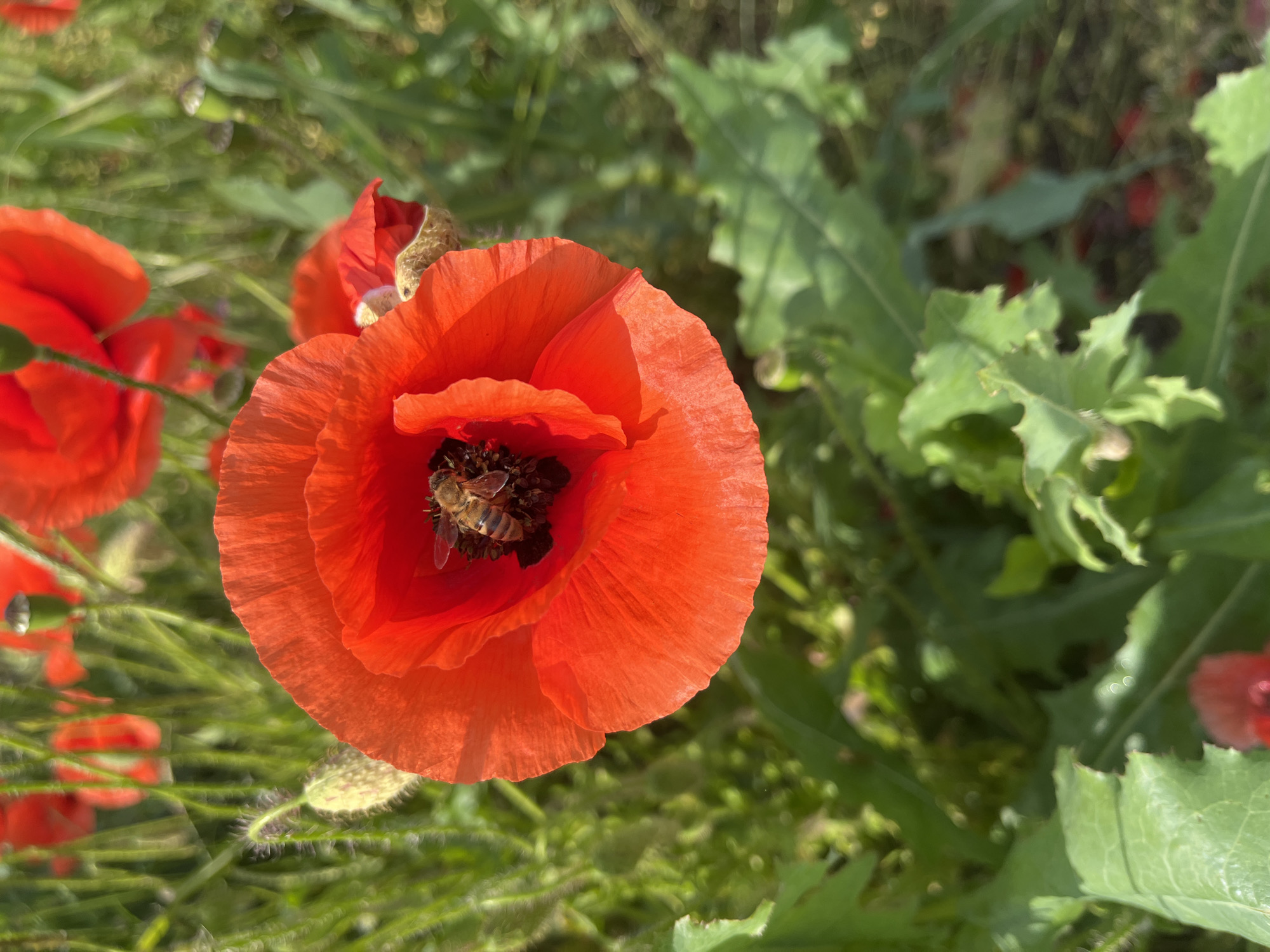 A close-up, high-angle shot depicts a vibrant red poppy flower in full bloom, its petals radiating outward. At the flower's center, a bee is actively gathering pollen. The surrounding environment is characterized by a lush green field, with other poppy flowers and leaves interspersed throughout. The location is given as Chetuk, Russia.