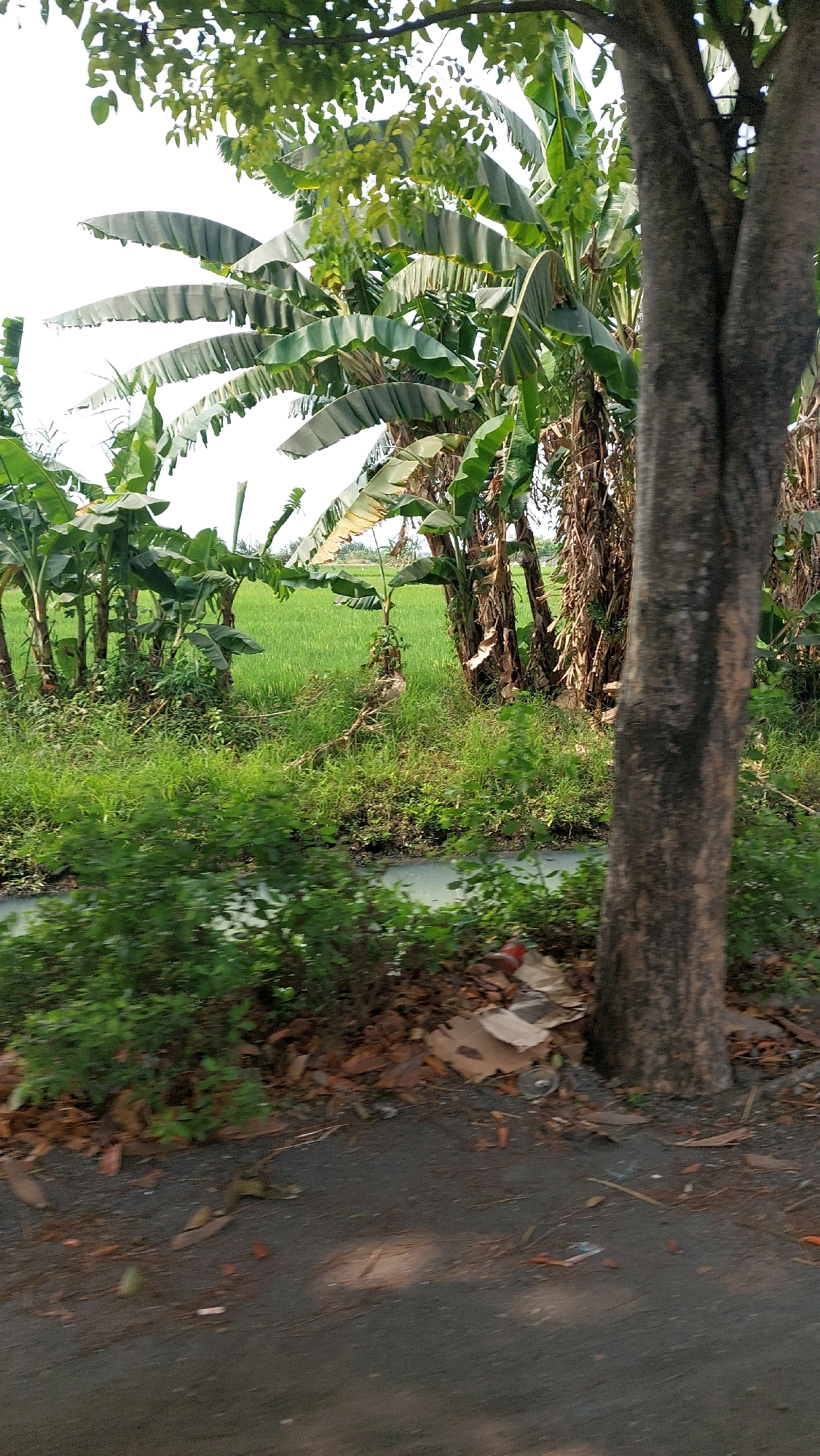 In Ketimang, Indonesia, a roadside scene unfolds with a focus on lush vegetation. A large tree trunk stands prominently in the foreground on the right, its bark textured and gray. To the left and behind the tree, a dense growth of banana trees with their broad leaves dominates the mid-ground. Beyond the banana trees, a vibrant green rice paddy stretches out under a bright, overcast sky. A small, murky stream runs horizontally across the lower mid-ground, separating the dense foliage from the rice field. The ground in the immediate foreground is a dusty path, scattered with fallen leaves and a few pieces of debris, including cardboard scraps and what appears to be a plastic bottle. The overall impression is one of a rural or semi-rural environment characterized by abundant plant life and agricultural activity.