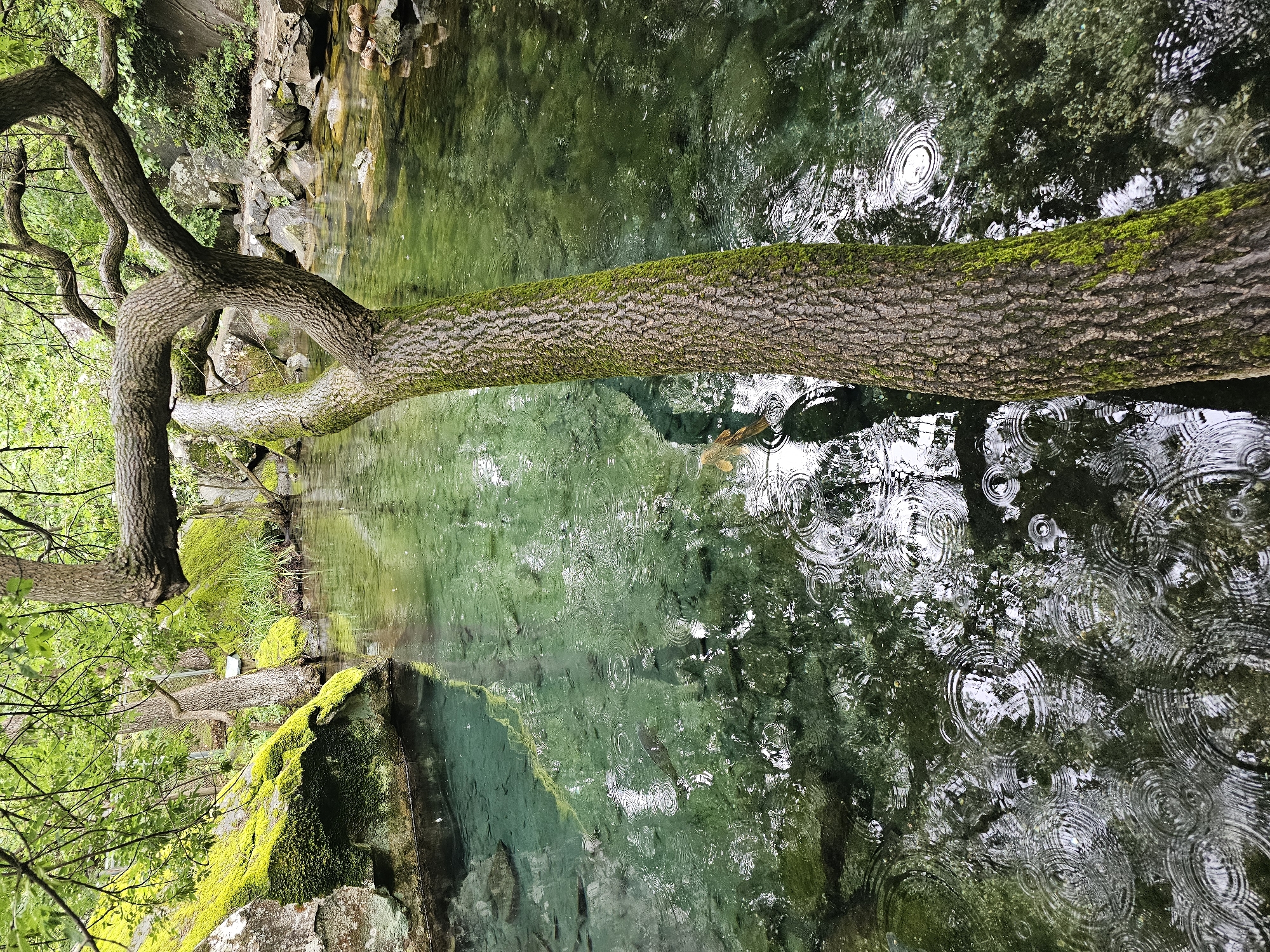 The image depicts a tree branch covered in moss extending horizontally across a clear, green body of water. The water's surface is disturbed by raindrops, creating concentric ripples. Reflections of the surrounding foliage are visible in the water. The tree is part of a lush environment with greenery and rocks covered in moss on the bank. The location is in the city of Alupkinskyi urban council, Ukraine.