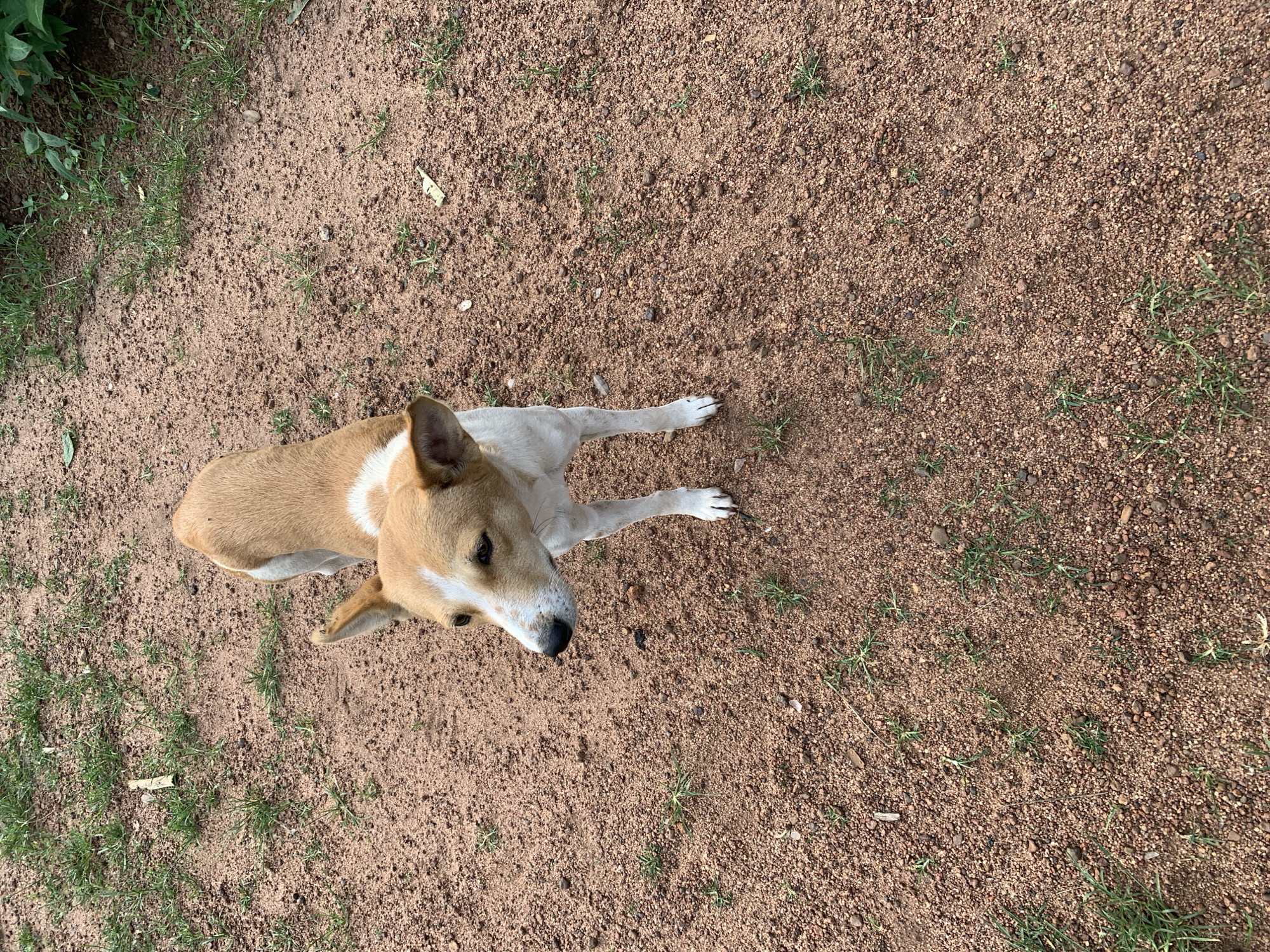 A medium-sized dog with tan and white fur stands on a dirt path in Kuru Karama, Nigeria. The dog is facing to the left of the frame and appears to be looking slightly off-camera. The ground is covered in reddish-brown dirt and small pebbles, with sparse patches of green grass scattered throughout. In the background, out of focus, some green foliage is visible on the right side of the image. The lighting suggests it is daytime.