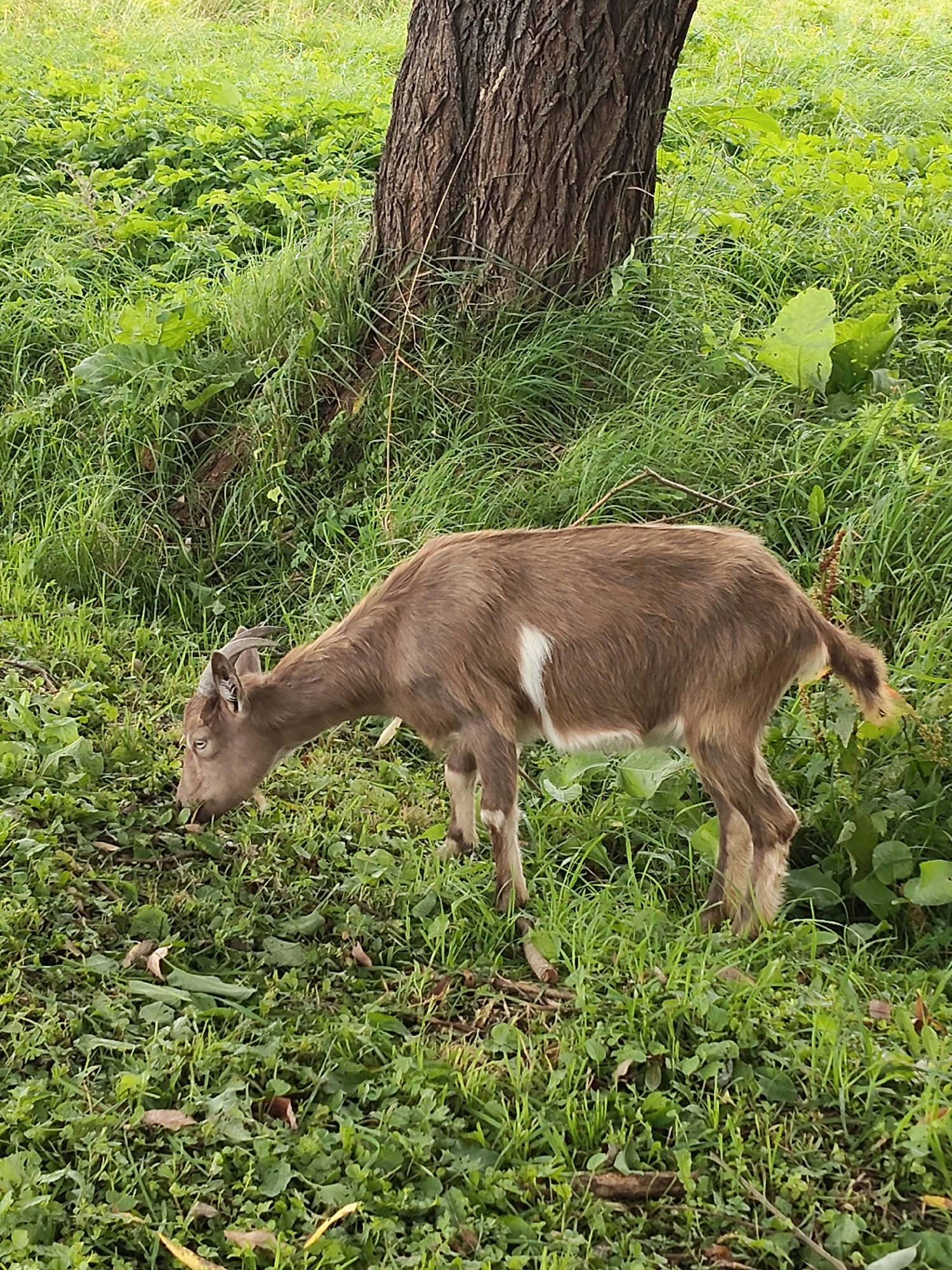 A medium-sized, light brown goat with a white patch on its side is grazing in lush green grass next to a large tree trunk. The goat has small, curved horns and is facing to the left of the frame, with its head lowered to the ground. The background is filled with dense vegetation, indicating a natural or park-like setting. The scene appears to be located in Venyukovo, Russia, judging by the provided context. The lighting suggests it is daytime, with the overall atmosphere being peaceful and natural. There are no other visible subjects or objects of interest in the immediate vicinity.
