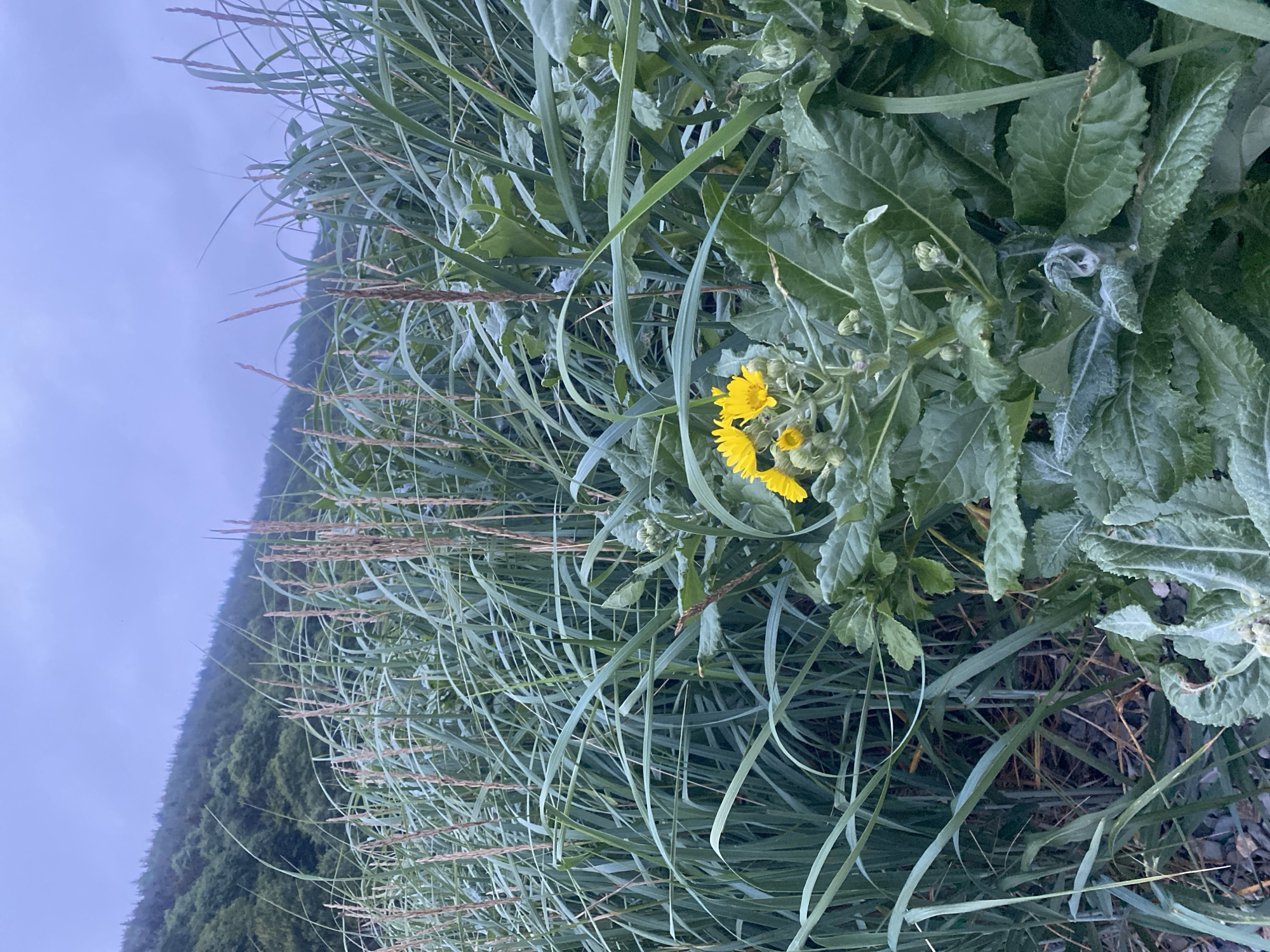 A close-up, low-angle outdoor shot features a cluster of yellow wildflowers with several unopened buds, growing amidst lush green foliage and tall, dry grasses. The background shows a densely forested hillside under a cloudy, overcast sky. The scene is likely from the outskirts of Korsakov, Russia, a port city known for its coastal landscapes and temperate climate, where such vegetation is common.
