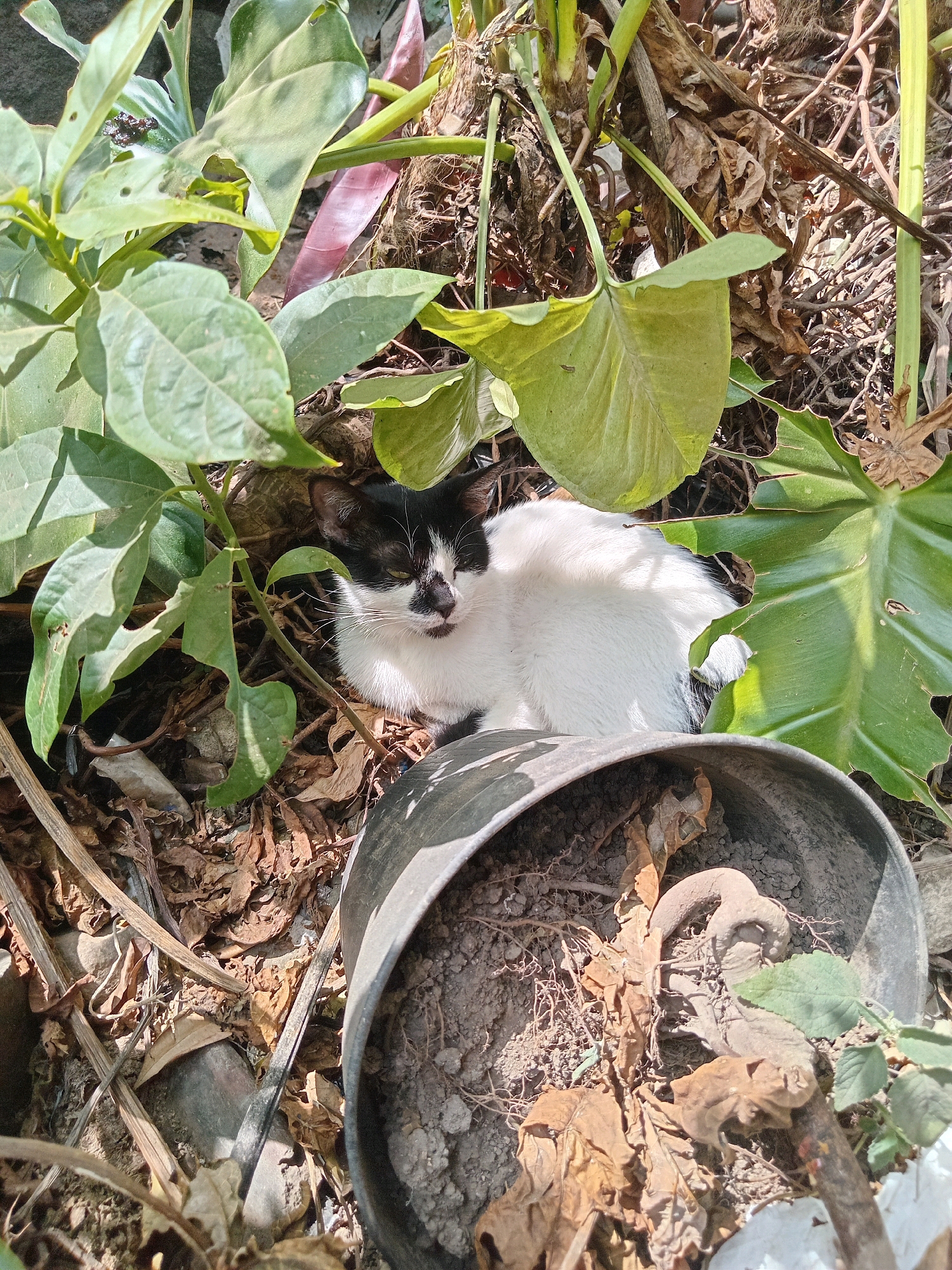 In Claket, Indonesia, a black and white cat rests amidst dense foliage and dry leaves. The cat, with its fur predominantly white and markings of black on its head and back, is nestled among the green leaves of a plant, likely seeking shade. Its eyes are partially closed, suggesting a state of relaxation or sleep. In the foreground, a dark gray planter, partially filled with soil and some dried plant matter, is visible. The environment appears to be a garden or an outdoor area with a mix of living vegetation and decaying organic material, indicative of a natural or semi-natural setting within Claket. The sunlight casts shadows on the scene, highlighting the textures of the leaves, soil, and the cat's fur.