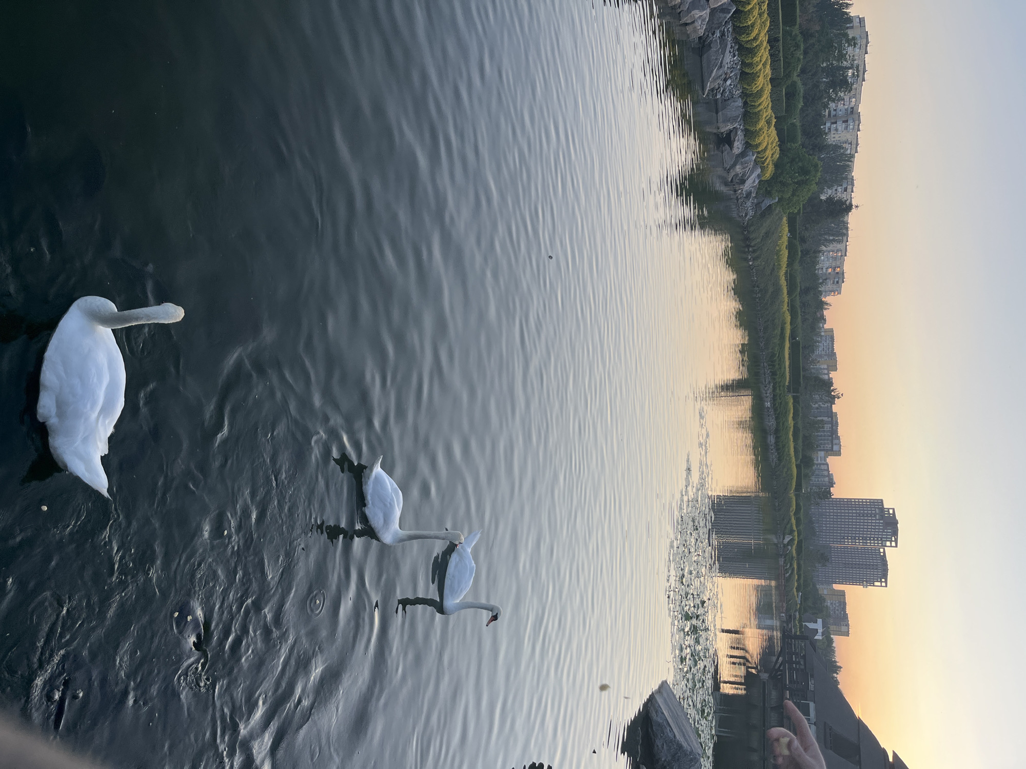 The image depicts a serene lake with three white swans swimming on its surface, set against a backdrop of a city skyline at dusk. The sky is painted with warm hues of orange and yellow, reflecting softly on the rippling water. In the distance, modern high-rise buildings and residential blocks punctuate the horizon, suggesting an urban environment. Along the lake's edge, manicured bushes and rocks create a landscaped park-like setting. A wooden structure, possibly a pavilion or restaurant, is partially visible on the right, with a hand extending into the frame, seemingly about to toss food to the swans. The overall scene conveys tranquility and natural beauty within a developed urban landscape, consistent with locations like the lake at the Dnipro National University in Dnipro, Ukraine, which features similar architectural and natural elements.