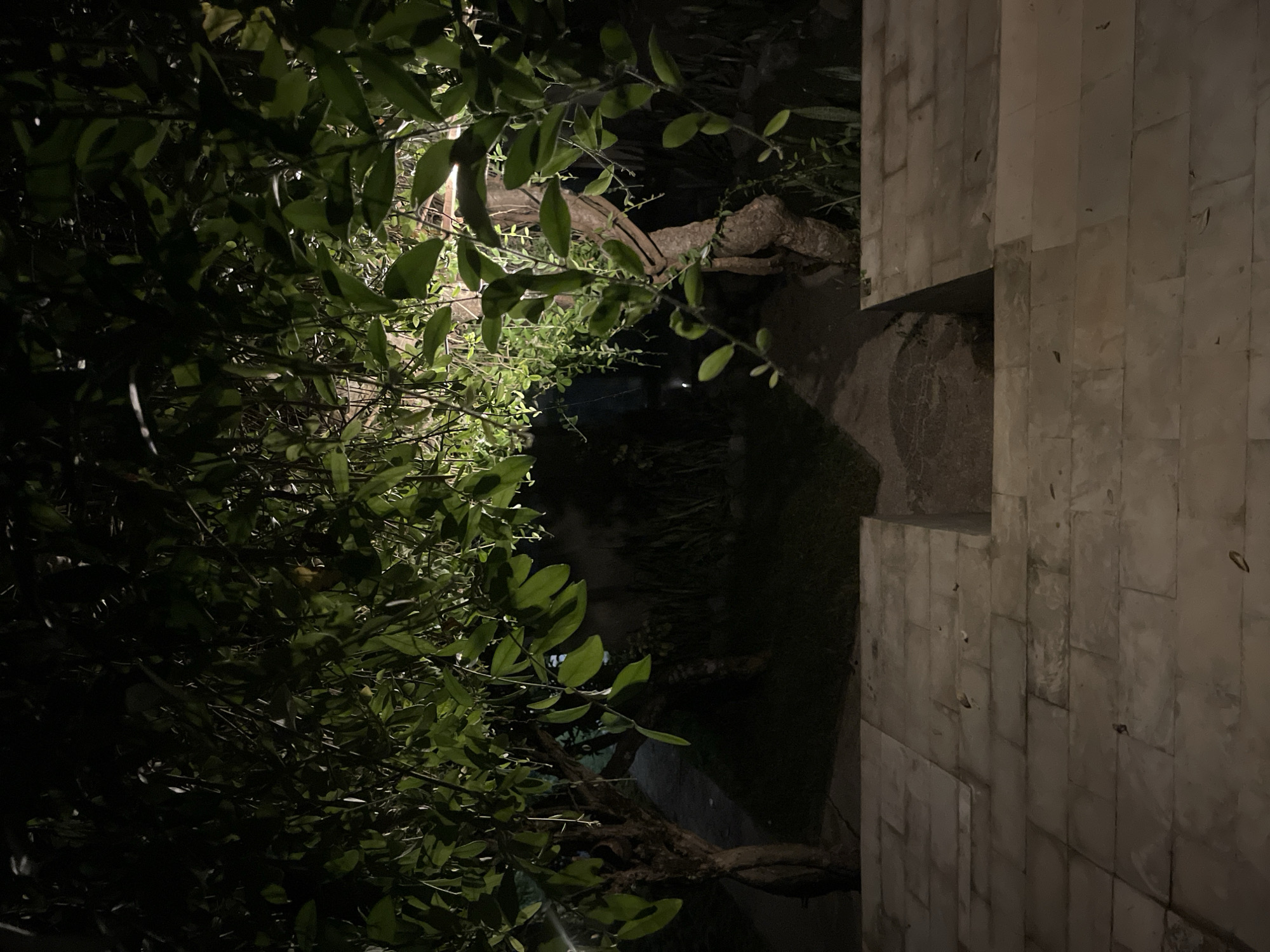 A low-angle, full shot captures a dimly lit, outdoor scene at night, likely a garden path or patio area. In the foreground, large, light-colored rectangular stone slabs form a textured surface, with some leaves scattered across them. These slabs lead to a recessed section where a curved, darker path is visible. Two trees with rough bark and full, leafy canopies dominate the mid-ground. The leaves of these trees are illuminated from above, casting shadows and creating a dappled effect. The foliage is dense, with some thin, vine-like branches hanging down. Beyond the trees, the background is dark and indistinct, with hints of grass and more vegetation. The overall impression is one of an illuminated, tranquil night setting.