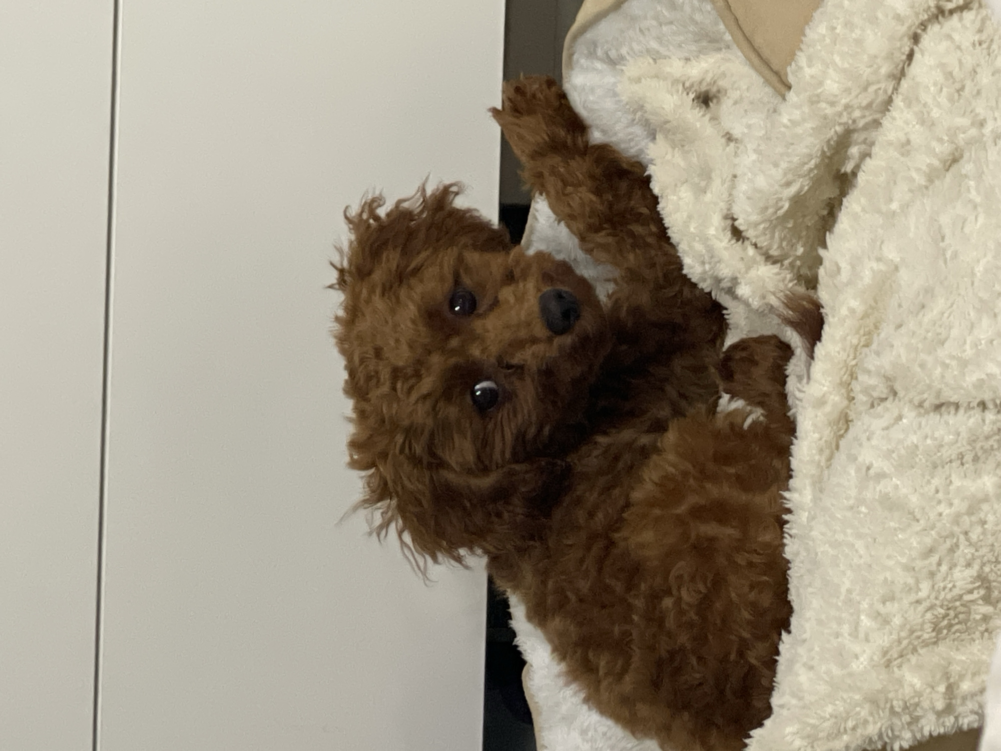 A fluffy, brown, toy poodle is laying in a cream-colored, textured blanket. The dog is looking towards the viewer, with its right paw in the air. The background includes a plain, white wall. The image doesn’t reveal any elements that could identify Sofia, Bulgaria.