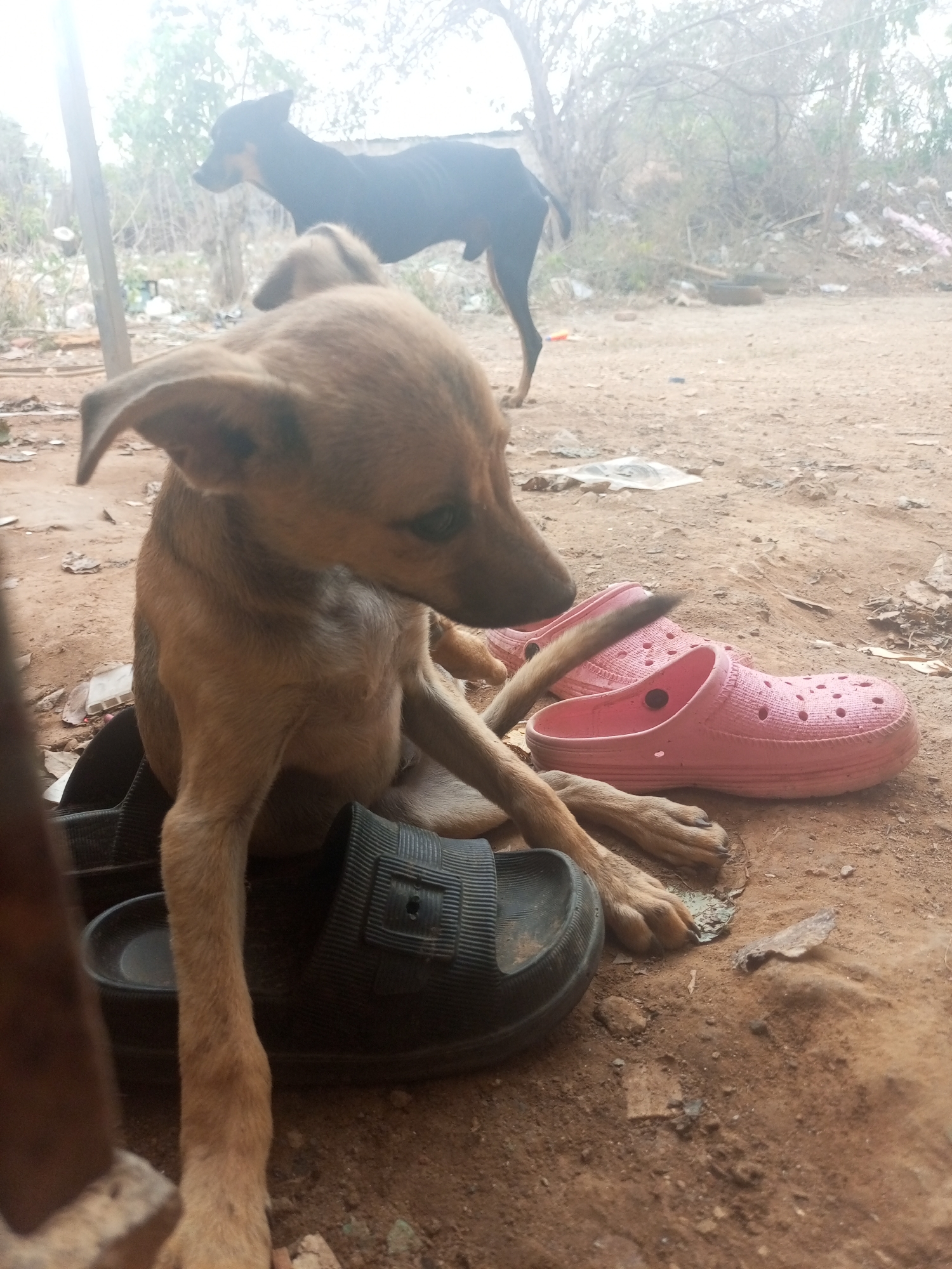 The image, possibly taken in Juan Griego, Venezuela, shows a thin, light-brown puppy sitting on a pair of black plastic sandals. A pair of pink plastic clogs rests next to the sandals and the puppy. In the background, another dog, thin and black, stands amidst dirt and sparse vegetation. The ground is dirt and small debris. The scene suggests a possible lack of resources and a somewhat impoverished environment.