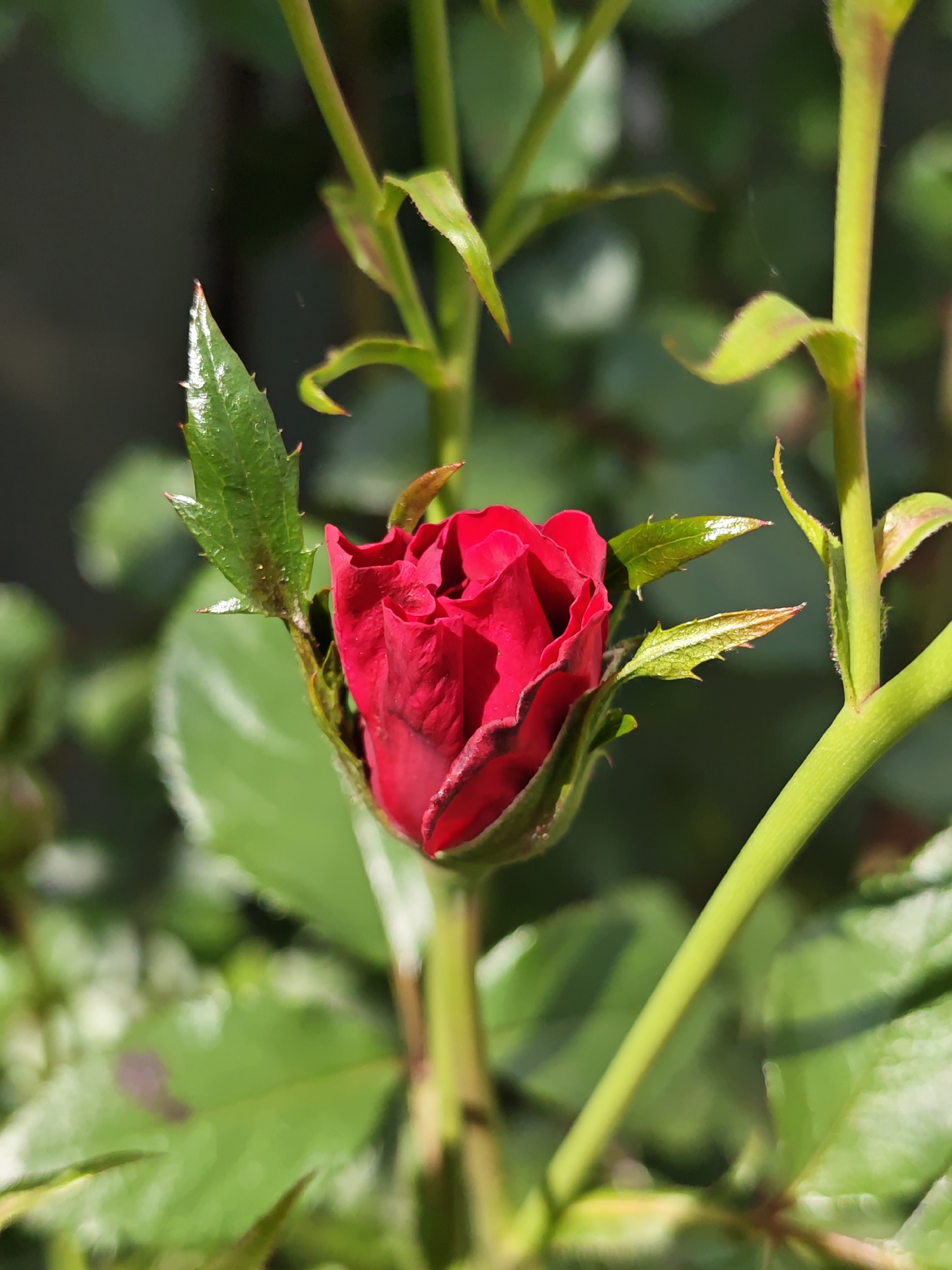 This is a close-up, vertical shot of a vibrant red rosebud, still tightly furled, nestled among lush green foliage. The rosebud is the central subject, its velvety petals a rich, deep red, with hints of darker crimson at the edges. Sunlight catches the glossy surface of the petals, creating bright highlights.
Surrounding the rosebud are several serrated green leaves, also catching the light, with some showing a reddish tint along their spiky edges and tips. The stems are a bright, almost fluorescent green, thick and sturdy, supporting the developing bloom and leaves. The background is a soft blur of green and darker shadows, suggesting a garden or natural setting with other plants and possibly some depth of field.
The image conveys a sense of early growth and anticipation, as the rose is on the verge of opening. The lighting suggests it is daytime, likely a sunny day, given the bright reflections on the leaves and petals. There is no text visible in the image. The scene is tranquil and focused on the beauty of nature. The location context of Parkhomivka, Ukraine, is not directly discernible from the visual elements but is provided as background information.