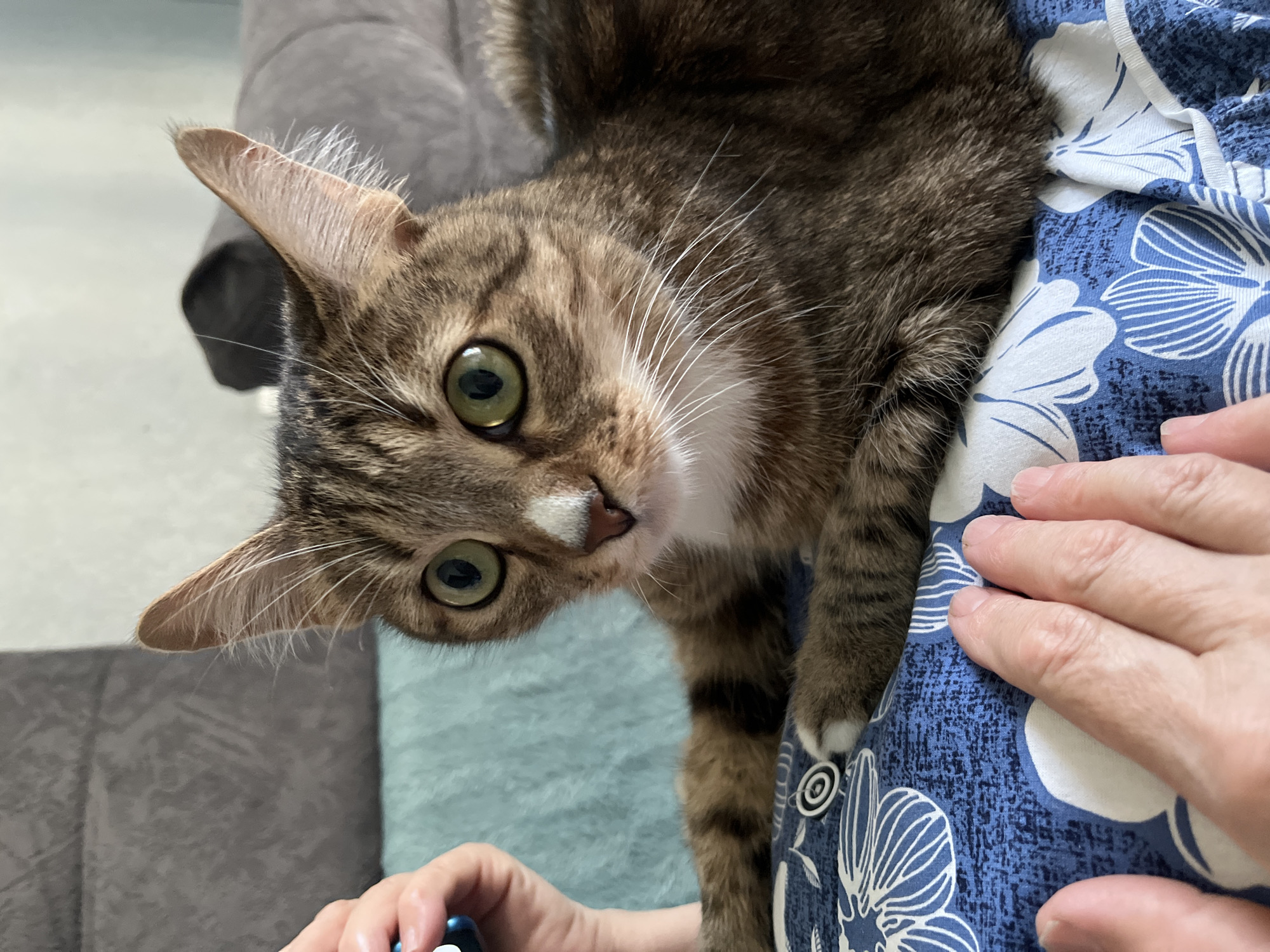 A close-up shot features a brown tabby cat perched on a person's lap. The cat is looking directly at the camera with wide, green eyes. It has a white patch on its nose and white whiskers. The person's hand is visible on the right side of the frame, resting on the blue and white floral print fabric of the person's clothing. Another hand holding an object with blue and white elements is visible in the lower left corner. A grey sofa is partially visible in the background. There is no evidence of the city Izhevsk, Russia.