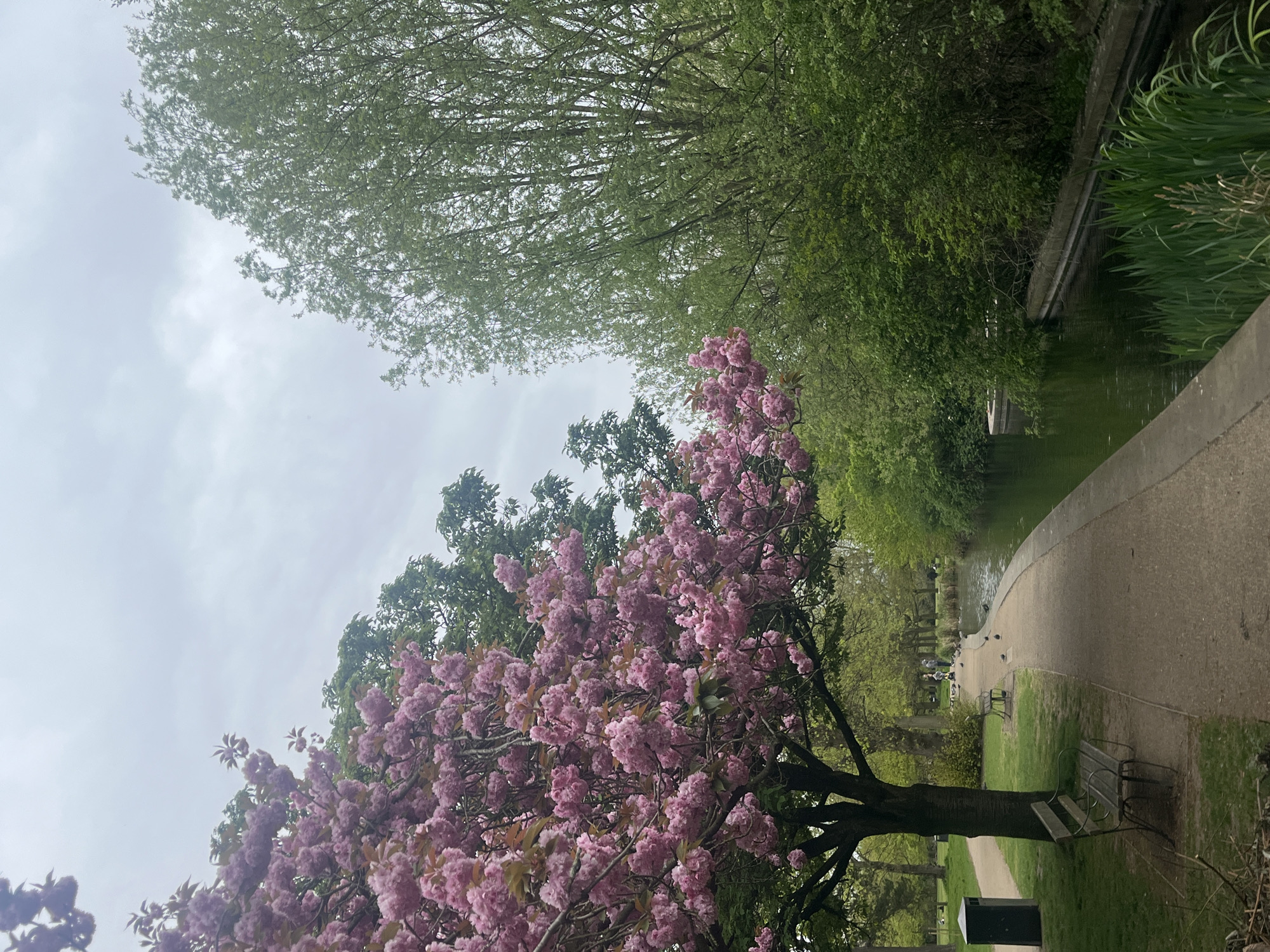A photograph taken in London shows a path curving along a waterway, lined with trees. The path is made of light-colored concrete. To the left is a blooming cherry tree with pink blossoms. The waterway is bordered by concrete edges and green vegetation. In the distance, people can be seen on the path. Benches are scattered along the pathway. The sky is overcast.