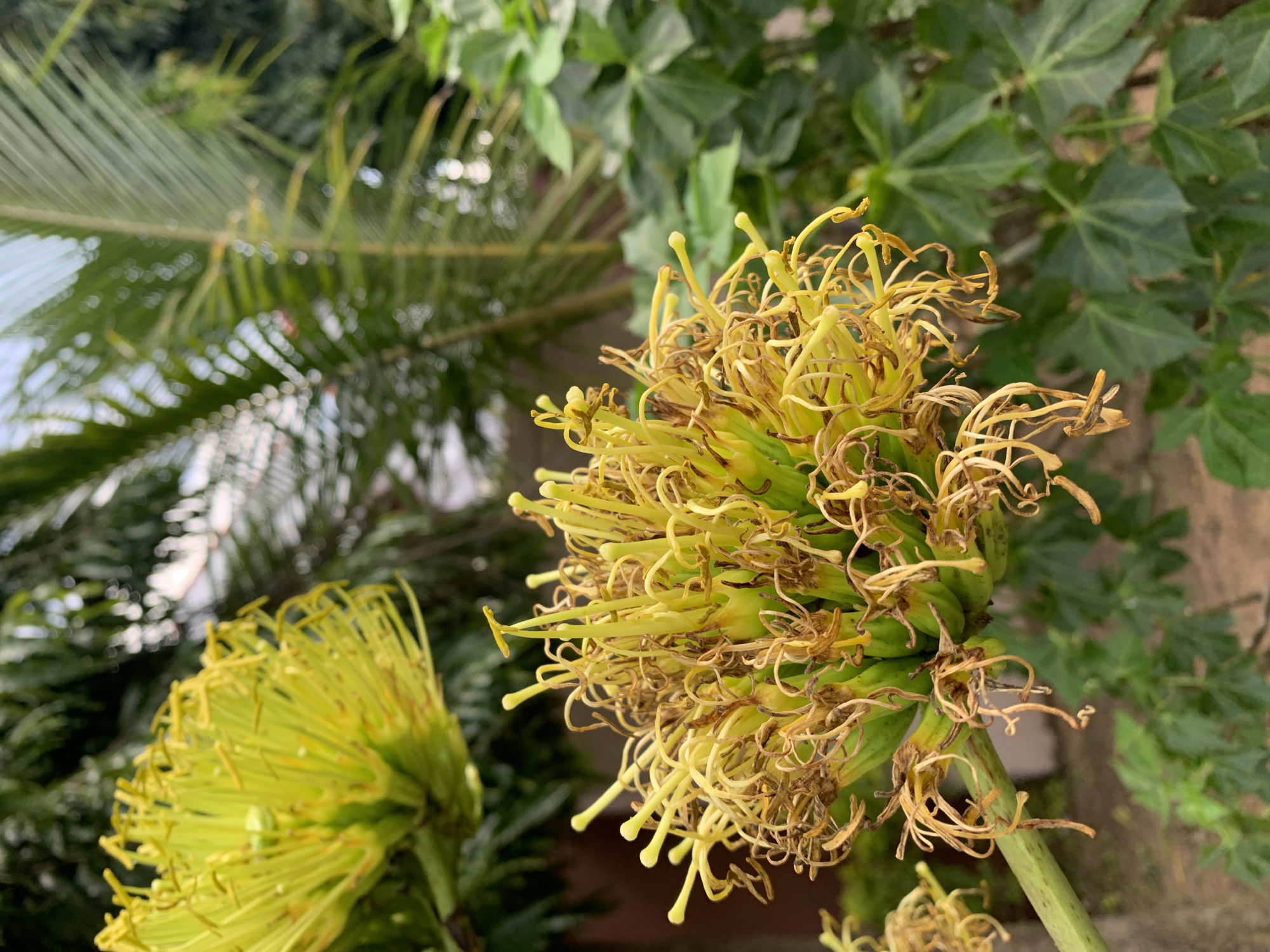 A close-up shot captures the intricate details of a yellow, spiky flower head. The flower, with its numerous thin, yellow filaments tipped with slightly darker ends, appears to be in a state of transition, with some filaments dried and curled. The background is softly blurred, revealing hints of lush green foliage, likely from palm trees and other leafy plants, suggesting an outdoor, possibly tropical or subtropical environment. The lighting appears natural, casting soft shadows and highlighting the delicate textures of the flower. The scene evokes a sense of natural beauty and botanical interest, with no human presence or discernible urban elements within the frame. The location is Gura Top, Nigeria.