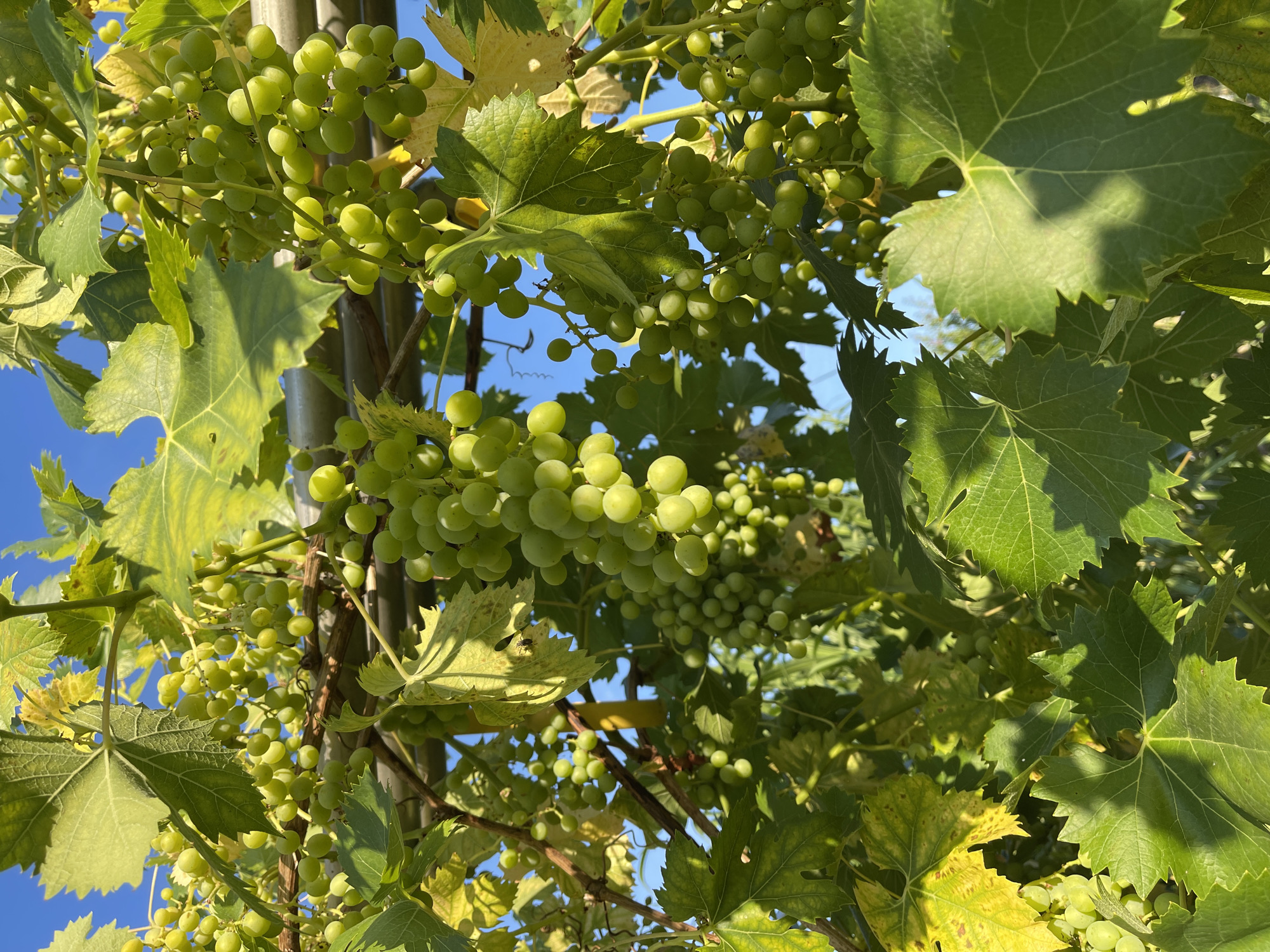 A low-angle shot captures a cluster of green grapes hanging from a vine, with other bunches and green leaves also visible. The grapes are small and round, appearing to be in an early stage of ripeness. The leaves are broad and lobed with serrated edges, some showing a slight yellowing, indicating they might be turning in preparation for autumn. The vine is supported by a metal structure, suggesting it is part of a vineyard or a cultivated garden. The background is a clear blue sky. The lighting suggests it is daytime, with sunlight casting shadows on some of the leaves and grapes, creating a dappled effect. The image is focused on the natural elements of the vineyard, with no people or man-made objects other than the support structure.
