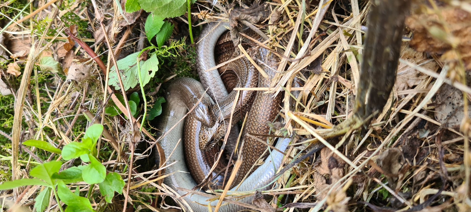 The image shows a close-up, eye-level view of two slow worms coiled together amidst dry grass, moss, and green foliage in what appears to be a natural outdoor setting. The slow worms, identified by their smooth, legless bodies and scale patterns, are intertwined. One slow worm's head is visible near the center, with its eyes and patterned scales clearly discernible. Its body is a mottled brown and gray, while the other slow worm, visible primarily as coils of a lighter, grayish color, is positioned beneath and around it. The environment is characterized by a mix of dry, straw-like vegetation, patches of vibrant green moss, and scattered fallen leaves, some of which are brown and brittle. The lighting suggests an overcast or shaded day. No human presence or urban elements are visible, indicating the scene is likely in a rural or undeveloped area. Without specific landmarks or context, the exact location within Lopian, Bulgaria cannot be determined from the image alone.