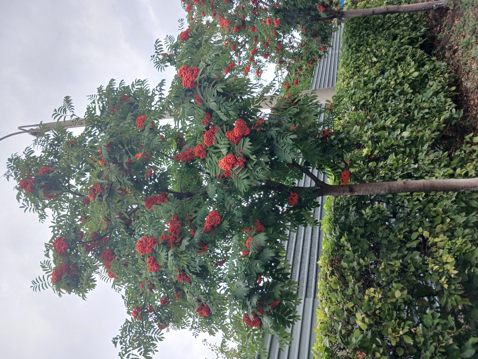 The image shows two rowan trees with clusters of red berries. The trees are in front of a tall, gray, corrugated metal fence and a dense green hedge. The sky is overcast and gray. The scene appears to be outdoors, possibly in a park or along a street in the city of Shchuchinsk, Kazakhstan, given the context provided. No people are visible in the image.