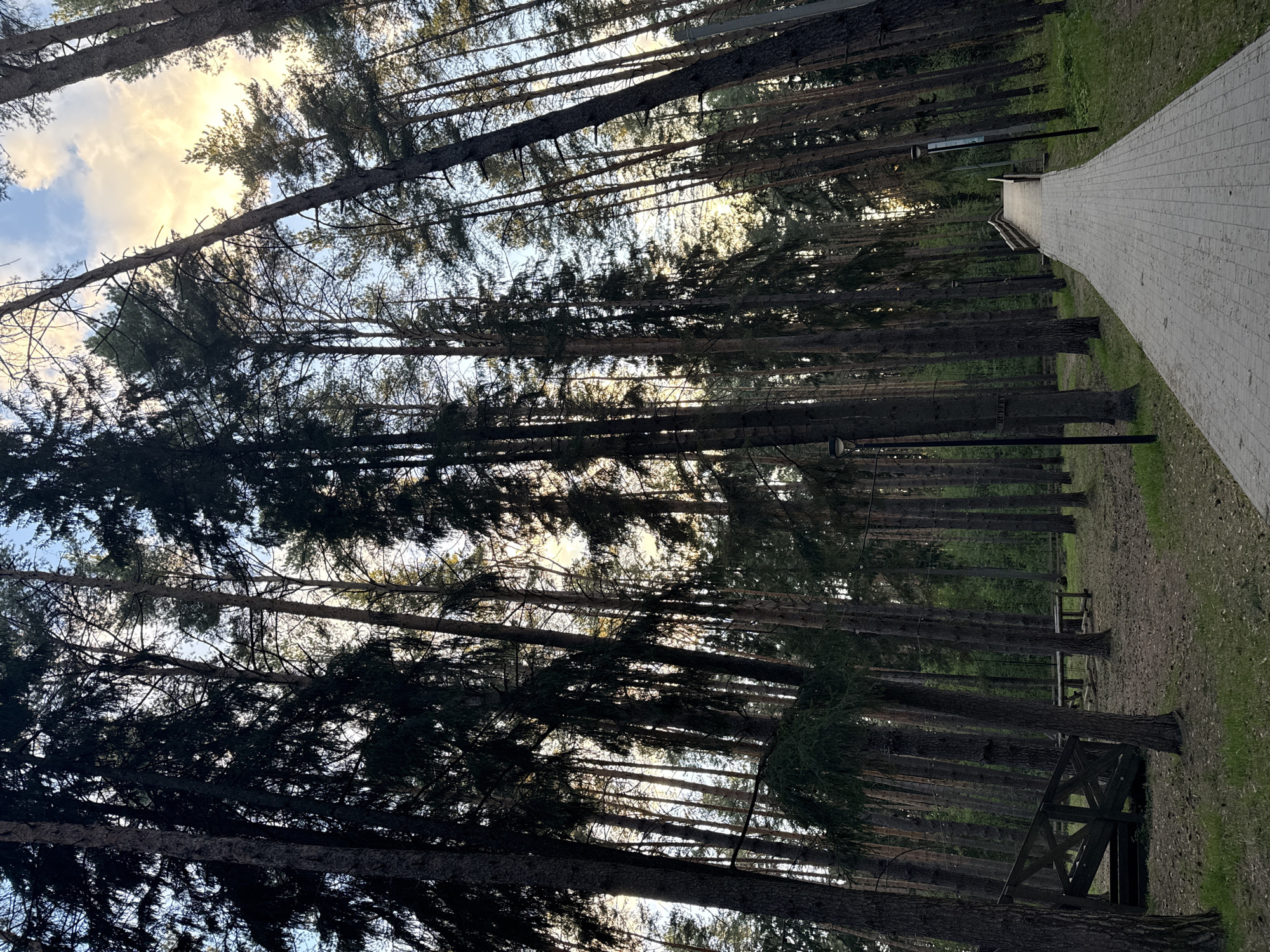 The image depicts a path in a forest within the city of Votkinsk, Russia. Tall, thin trees line the path, their tops obscuring much of the sky. The sky visible through the trees is pale with sunlight and some cloud cover. The path is constructed of light-colored bricks or pavers. There are benches visible along the edge of the path, and a small wooden structure is seen near the trees. A few lampposts are also present. The area is generally shaded due to the density of the trees.