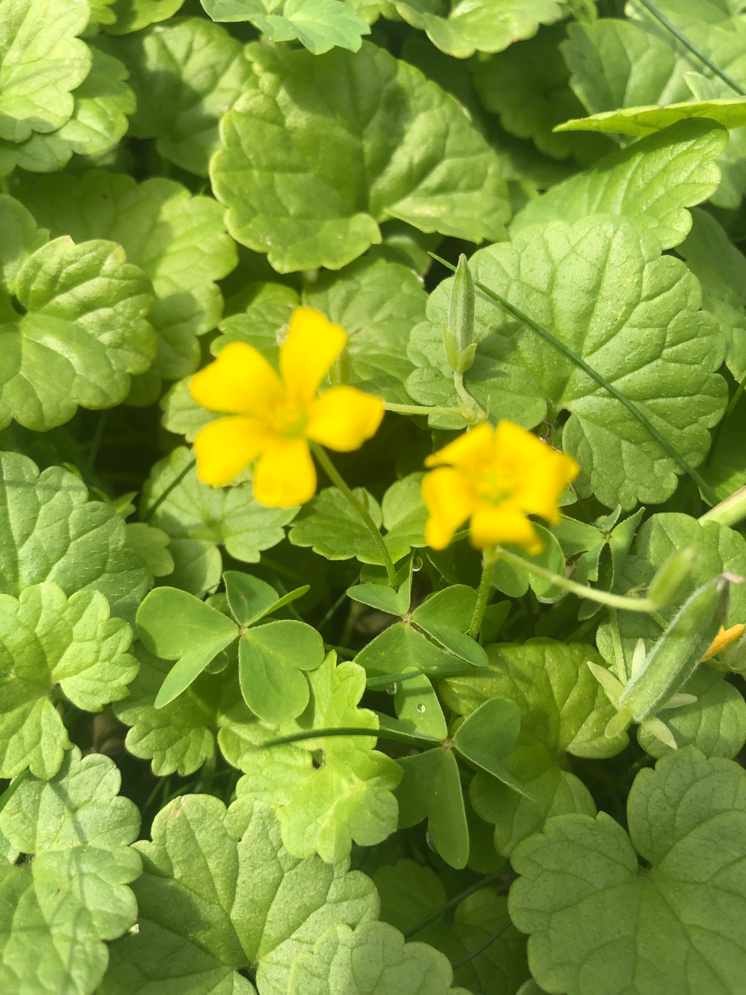 This is a close-up, overhead photograph of a patch of green ground cover with two small, yellow flowers. The ground cover consists of various leaves, some with scalloped edges and others with a clover-like, trifoliate shape. One of the yellow flowers is in focus in the center-left of the frame, showing five petals and a slightly darker center. The second yellow flower is blurred and in the upper-left quadrant of the image. A thin, green stem with a closed bud is visible in the upper-center of the frame, and another blurry stem with a green pod is in the right-center. The environment appears to be natural and outdoors, likely a garden or park, given the presence of lush vegetation. The photograph was taken in Sierndorf, Austria.