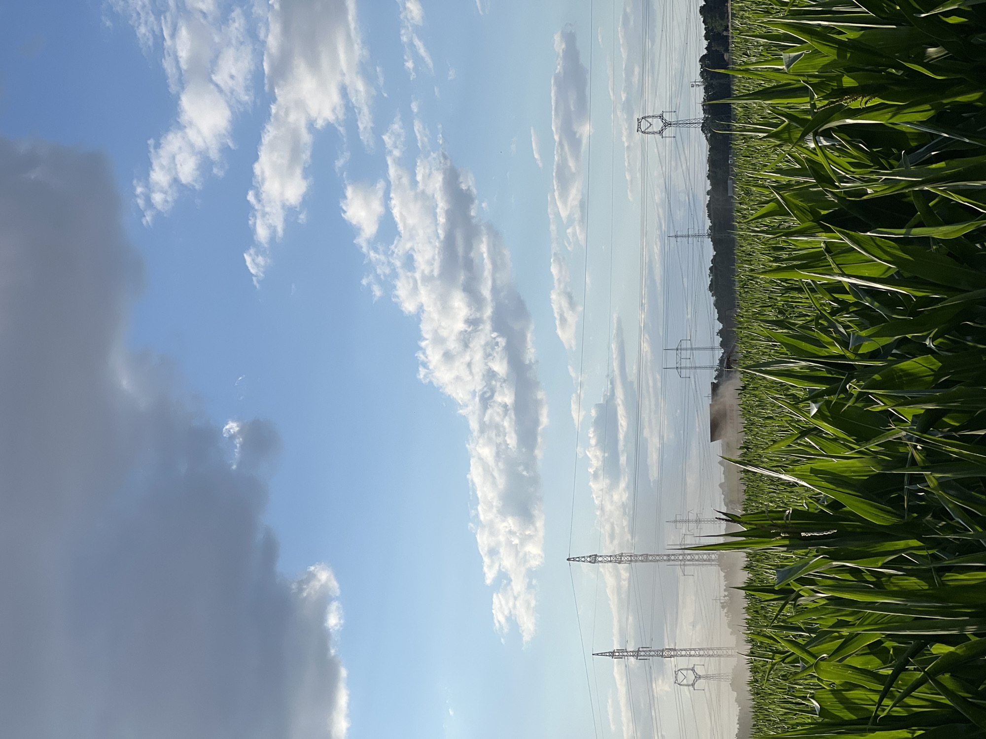The image shows a landscape with a cornfield in the foreground and a sky with clouds and power lines in the background. The cornfield is lush and green, with tall stalks of corn stretching towards the sky. The sky is a bright blue, with fluffy white clouds scattered across it. Several tall power line towers are visible in the distance, with wires stretching between them. The scene appears to be set in a rural area, possibly a farm. The lighting suggests it is daytime, and the weather appears to be clear with some cloud cover. The image evokes a sense of nature and industry coexisting. No people are visible in the image, and no text is present.