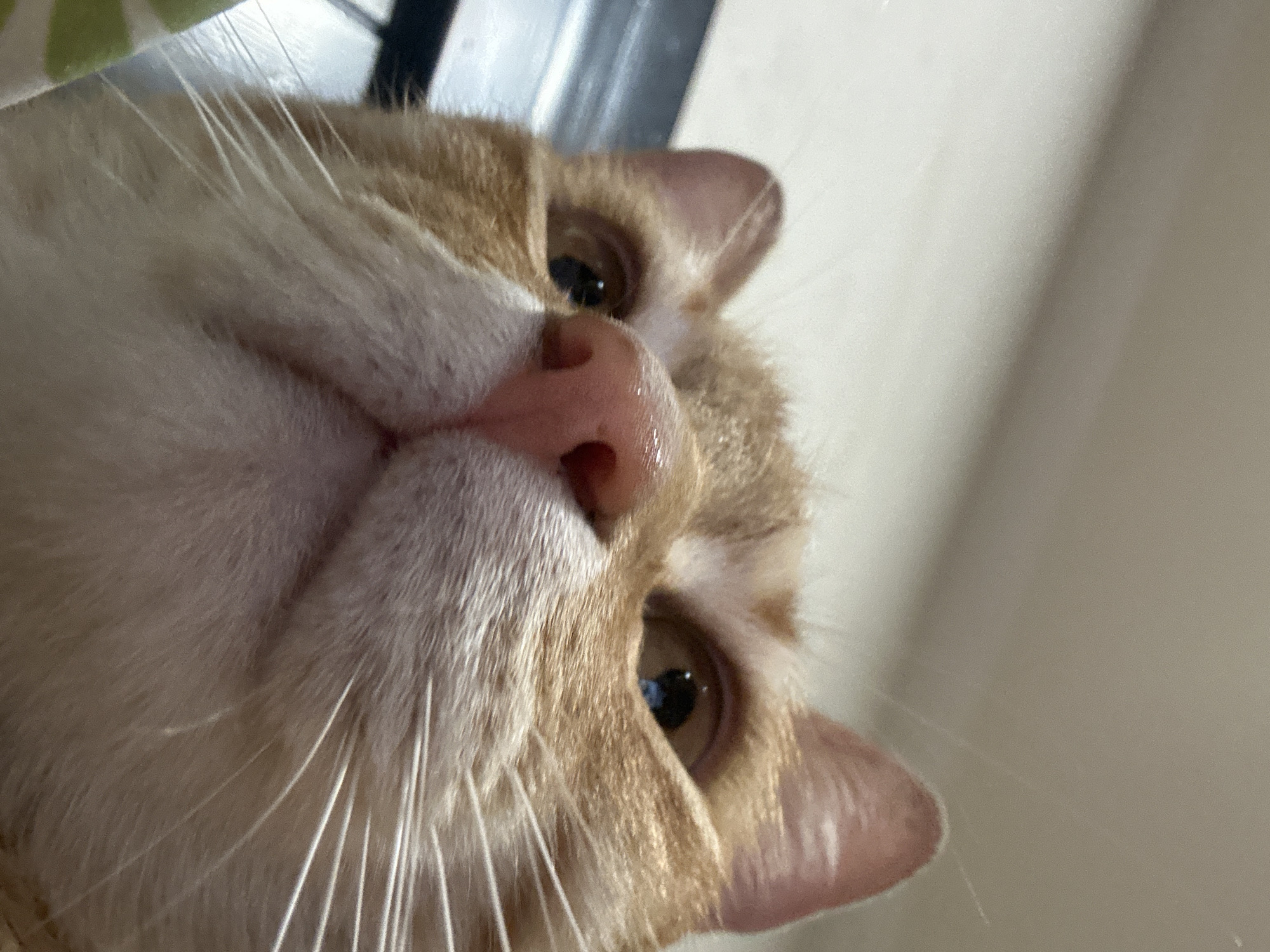 A close-up, slightly tilted view of an orange and white cat's face. The cat's nose is pink and prominent in the foreground, with long white whiskers extending outwards. The cat has amber eyes and a patterned orange and white coat. The background is a mix of soft beige and blurred elements. There is no indication of the city of Puebla, Mexico, in this image.