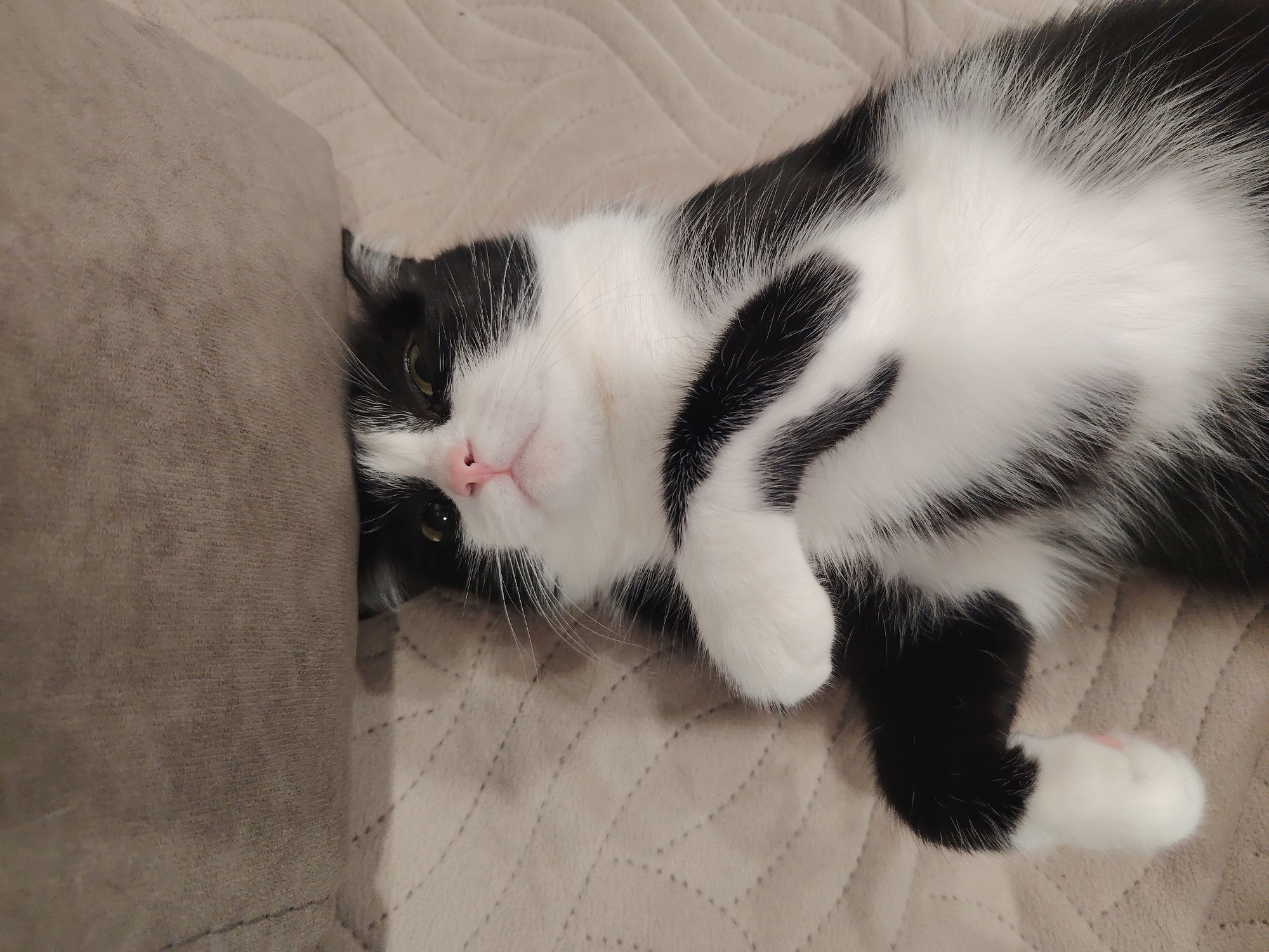 A black and white cat is lying on its back on a quilted blanket. The cat is partially obscured by a large, grey cushion on the left side of the image. The cat's paws are tucked in towards its chest, and its eyes are open, looking upwards. Its nose is pink, and its mouth is slightly open, revealing a hint of its pink tongue. The blanket has a diamond-shaped quilted pattern.