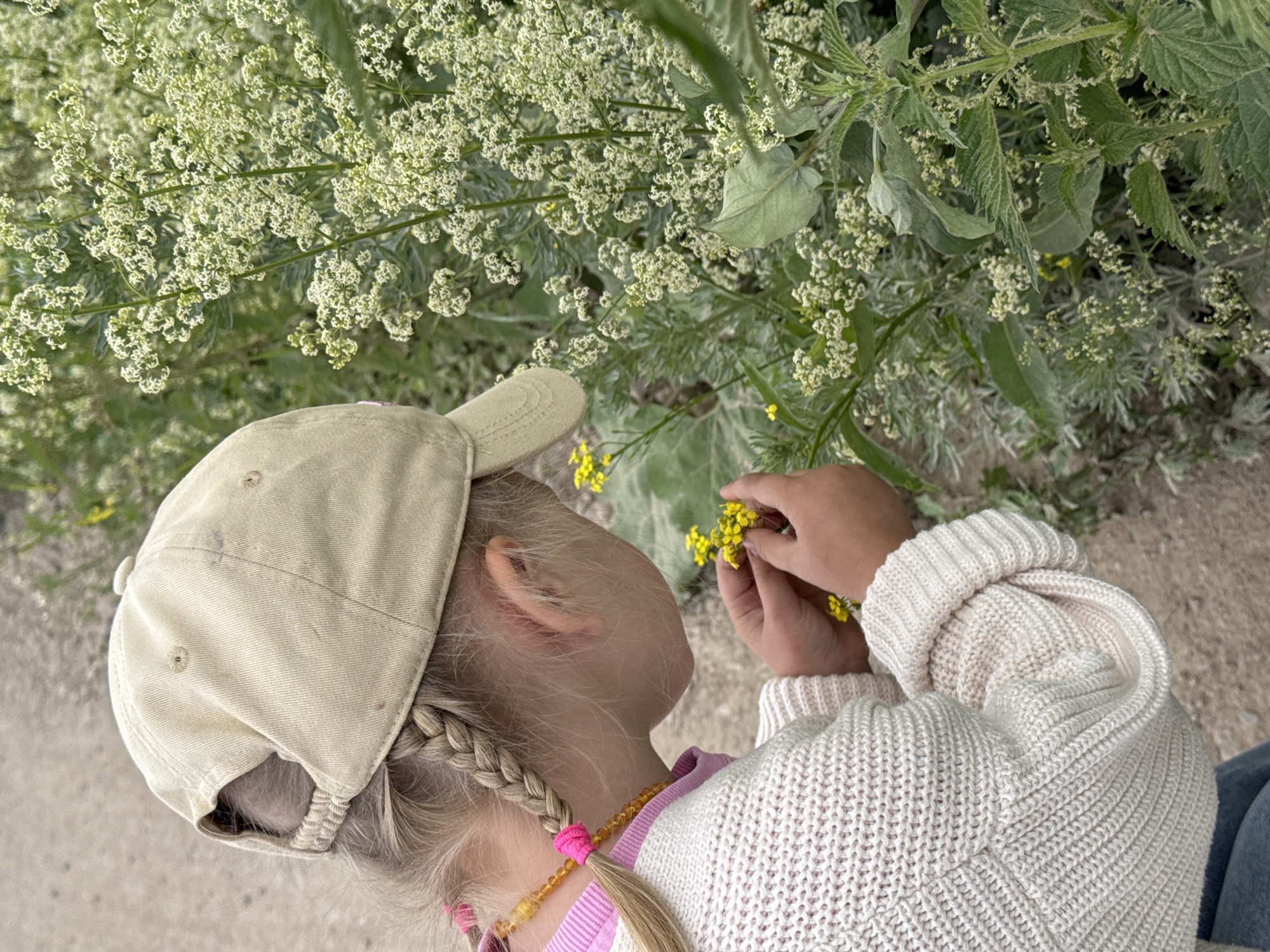 A young girl wearing a tan baseball cap and a white knitted sweater is inspecting small yellow flowers in a patch of green and white wildflowers. She has blonde hair in a braid and is wearing a necklace of amber-colored beads. The girl is outdoors on a dirt path, with the wildflowers growing to her right.