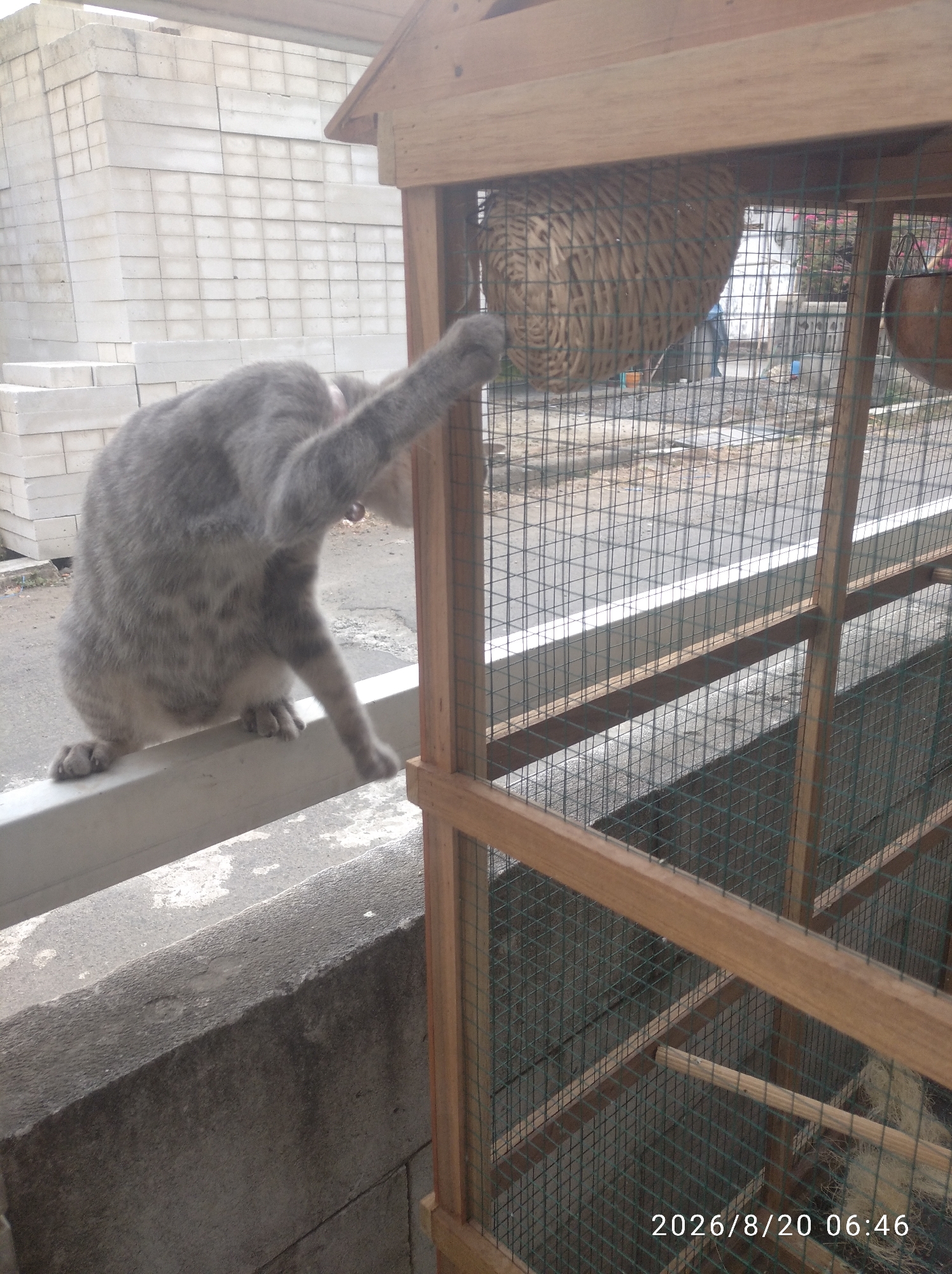 A grey tabby cat is perched on a white railing, reaching its front paw into a wooden aviary. The aviary has a woven basket hanging inside. The background consists of a stack of white concrete blocks and a paved area with a grid pattern. A timestamp "2026/8/20 06:46" is visible in the lower right corner. The scene appears to be outdoors.