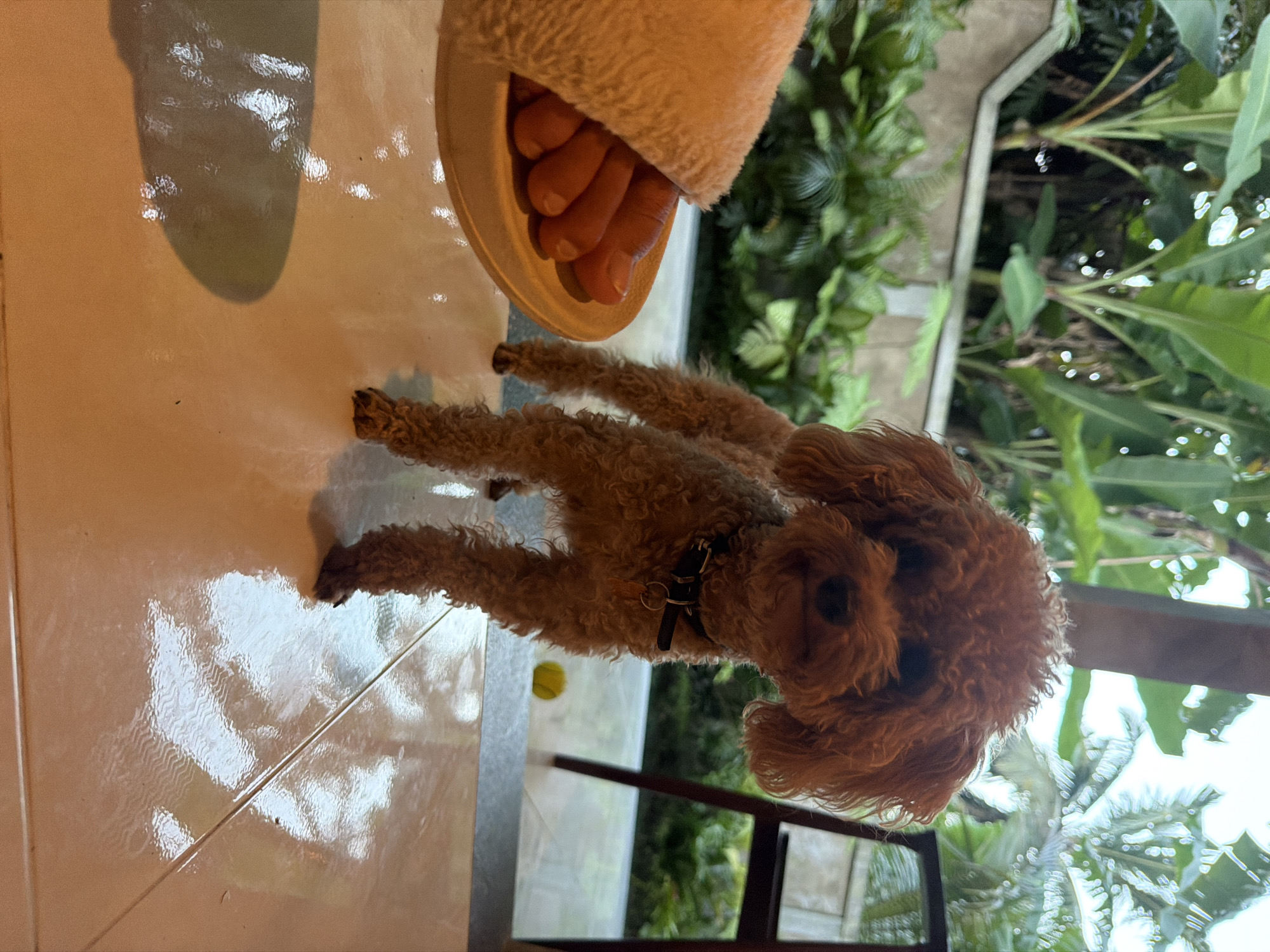 A tan poodle dog wearing a black collar lies on its stomach on a shiny, light-colored tiled floor. Next to the dog is a person's foot in a beige fuzzy slipper. A tennis ball lies near the dog. Outside, lush green plants and trees are visible. The scene is located in Kedewatan, Indonesia.