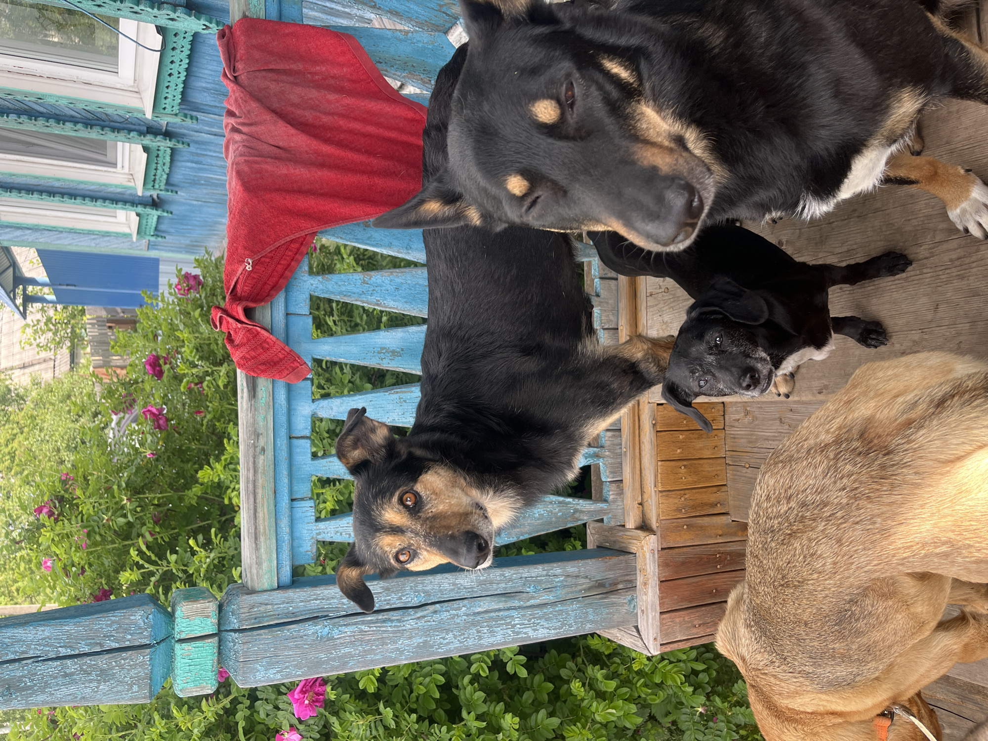 Four dogs are gathered on a wooden porch of a blue-painted house in Nizhny Tagil, Russia. A medium-sized black and tan dog stands on the porch, facing left. To its right and slightly closer to the camera, a larger black dog with tan markings is partially visible, looking towards the viewer. In the foreground, a tan dog is facing away from the camera, with its back to the viewer. Another small black dog stands between the tan dog and the larger black dog, looking towards the viewer. A red towel is draped over the porch railing behind the dogs. The porch is surrounded by green foliage and pink flowers. The house is visible in the background, with blue walls and white and green trim around the windows.
