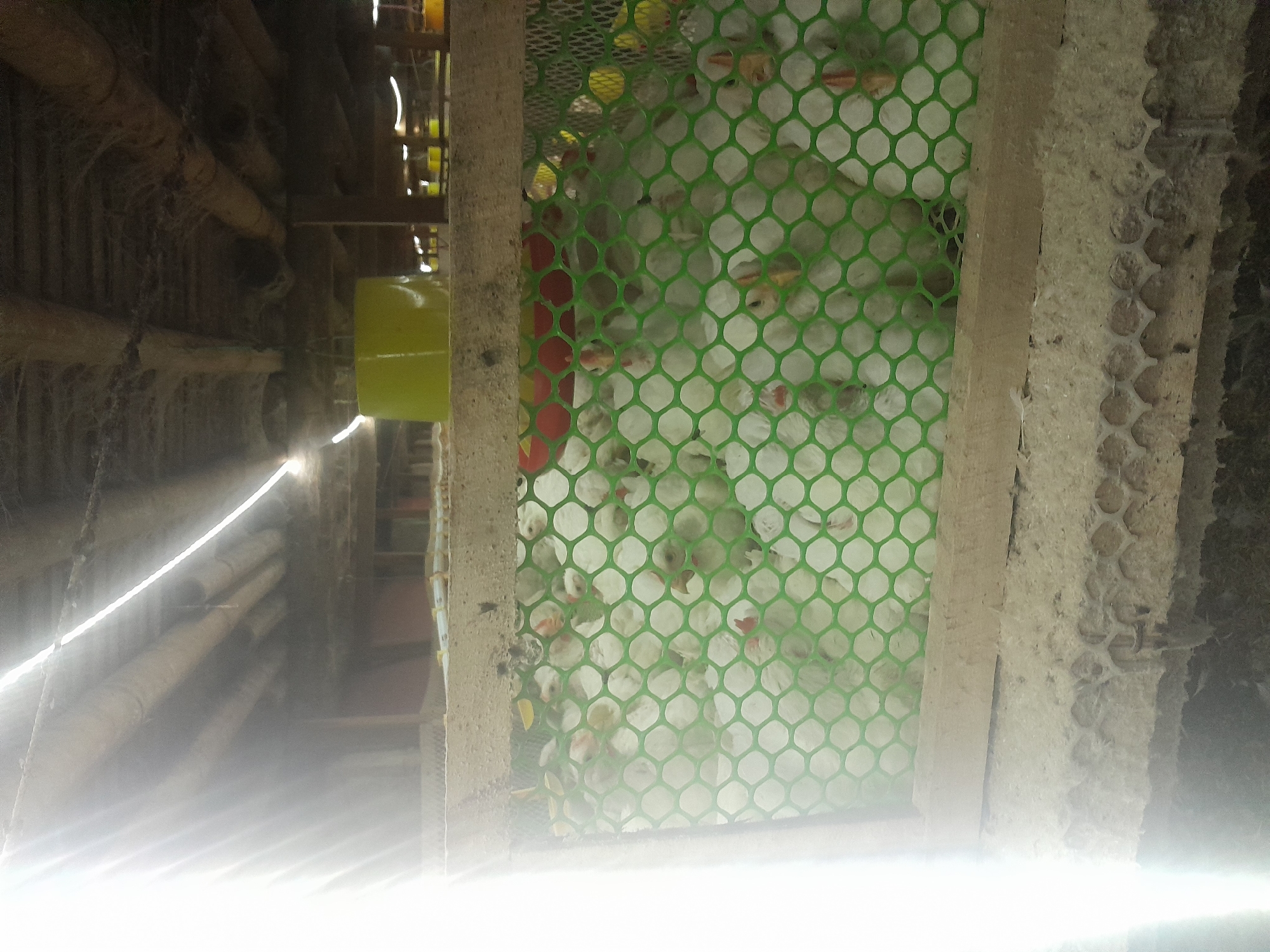 This is a photograph taken inside a dimly lit structure, likely a chicken coop, in Labuhan Ratu Lima, Indonesia. The foreground is dominated by a cage made of wooden planks and a green plastic mesh. Inside the cage, a large number of white chicks are packed closely together. Their small bodies are mostly obscured by the mesh, but their white feathers and small red wattles are visible. The chicks appear to be young and are huddled in groups. The floor of the cage appears to be covered in some sort of substrate, possibly wood shavings or sawdust, mixed with droppings. The background shows the interior of the structure with overhead pipes and lighting fixtures. A large, bright yellow object, possibly a feed or water container, is visible further back. The overall impression is of a crowded, functional enclosure for raising poultry.