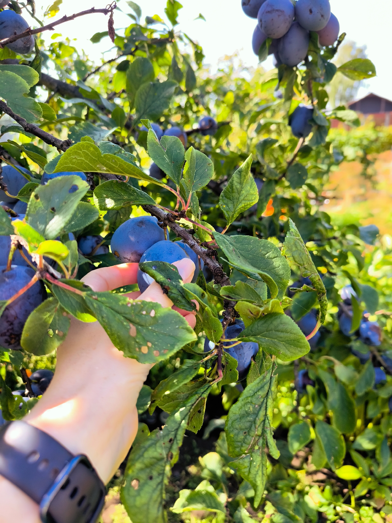 In a close-up shot, a person's hand reaches into a plum tree to harvest fruit. The hand, wearing a black smartwatch on the wrist, gently grasps a cluster of deep purple plums. The background is filled with lush green leaves and more ripe plums, indicating a bountiful harvest. The sunlight filters through the branches, casting a warm glow on the scene. This image could be from a garden or orchard in Riga, Latvia, during the plum harvesting season.