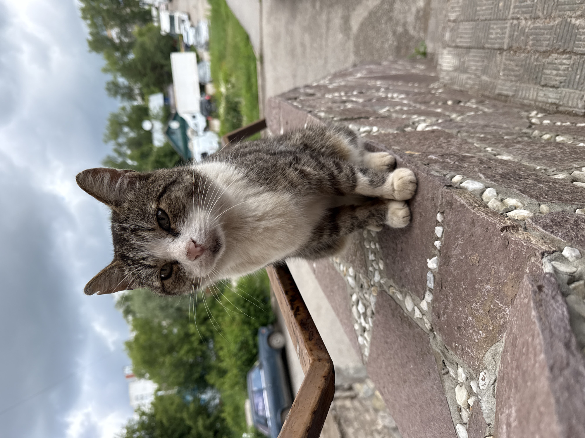 A domestic cat with tabby and white markings sits on a decorative stone wall, looking directly at the camera. The cat is positioned in the center of the frame, with its front paws tucked beneath it. Behind the cat, a blurred background shows a street with parked vehicles and buildings, suggesting an urban or suburban environment. The sky is overcast, with visible clouds. A rusty metal railing is visible on the left side of the frame, partially obscuring the cat. The stone wall is made of reddish-brown stones with smaller white pebbles embedded in the mortar.