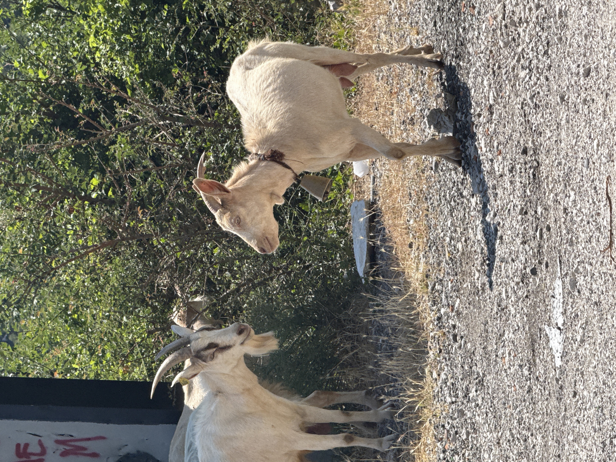 Two goats are standing on a gravel road in Bukovik, Montenegro. The goat on the left is white with brown markings on its face and horns. It is looking towards the right goat. The goat on the right is also white and has a bell around its neck. It is looking towards the left. Behind the goats is a dense green bush. There is a black pole with red markings on the left side of the image, and some dry grass in the foreground.