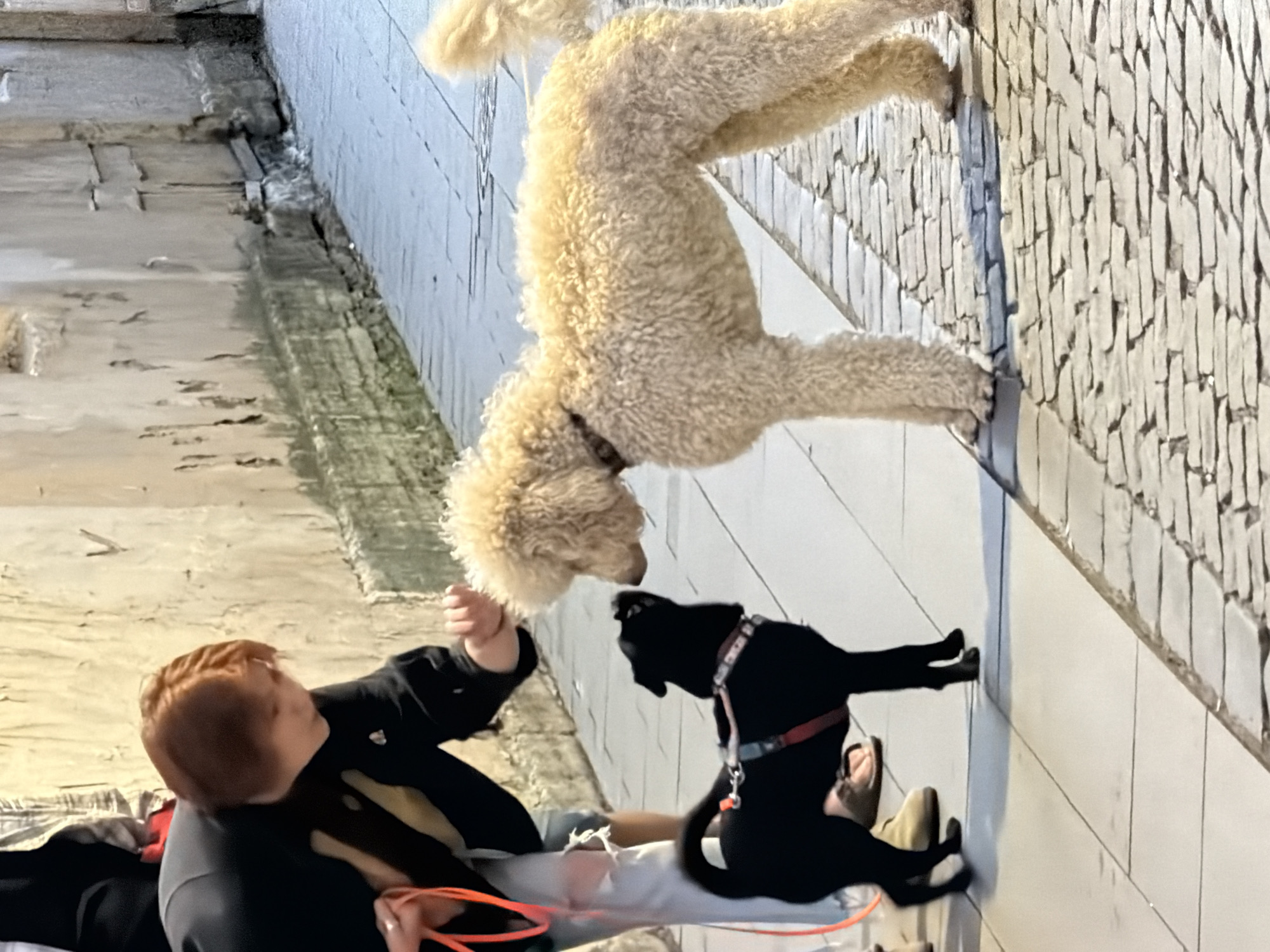 A person with short, reddish-brown hair wearing a black jacket is bent down, interacting with a small black dog on a leash. The dog is wearing a red and black harness. Facing the person and the small dog is a large, fluffy, cream-colored poodle. The dogs are nose-to-nose. They are on a cobblestone sidewalk next to a light-colored, textured wall. The lighting suggests it is either early morning or late afternoon. The scene appears to be an urban environment, likely in the city of Saint Petersburg, Russia.