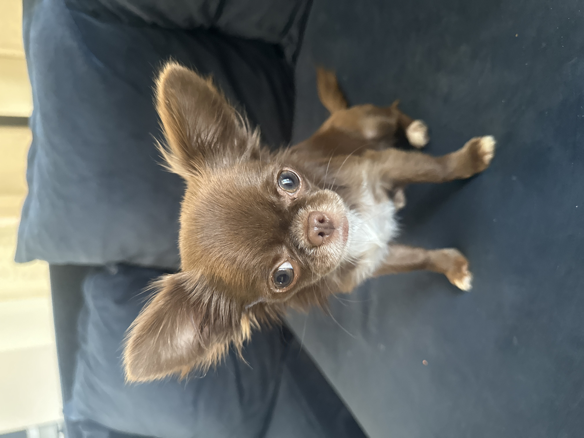 A long-haired chihuahua with brown fur and white markings sits on a dark blue couch in a room. The dog is facing the camera, with its large ears perked up. The background is blurry, with hints of a window and curtains. The image appears to be taken indoors, likely in a residential setting. There is no indication of the location being in the city of Подстёпки, Russia.