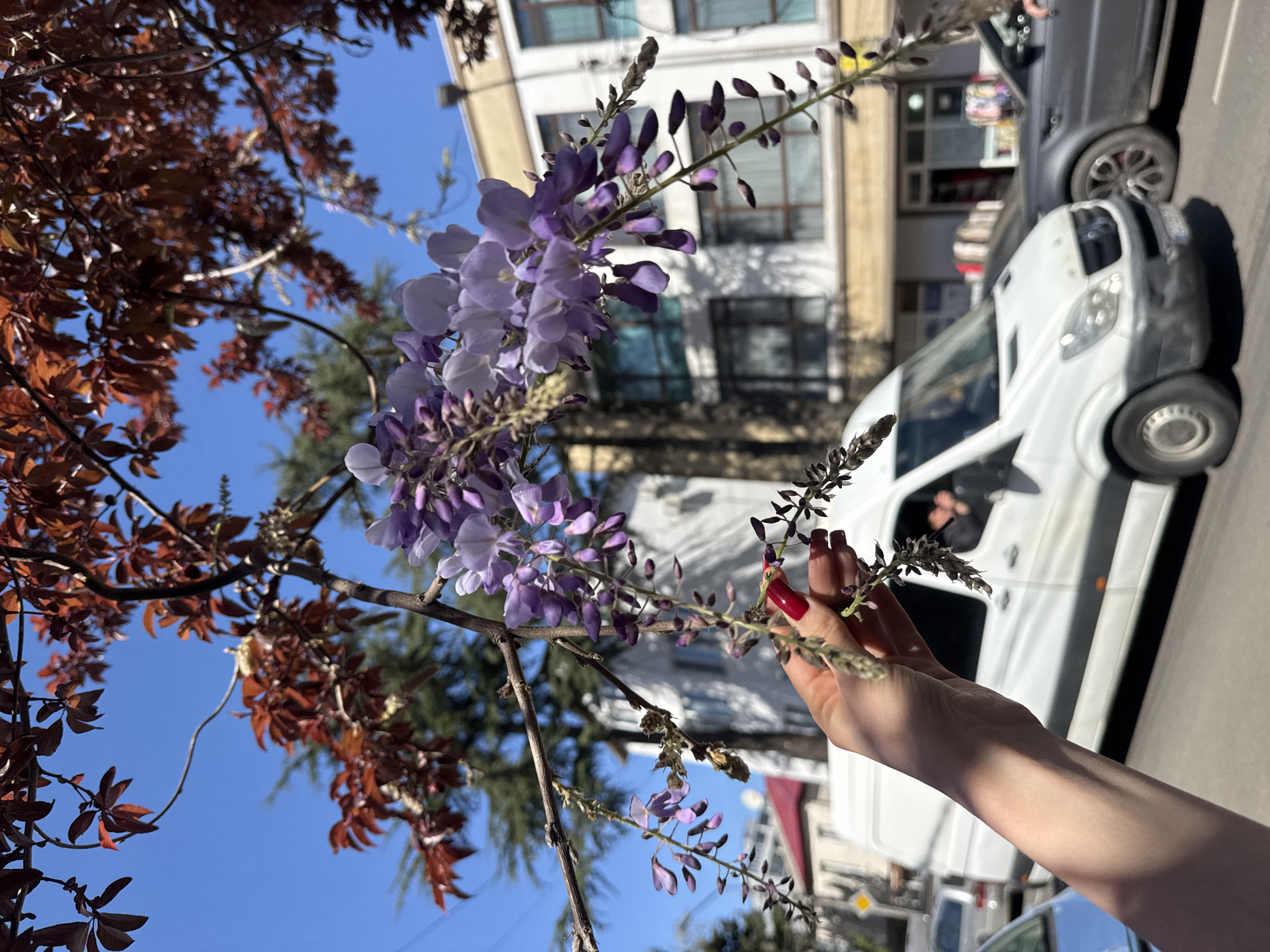 The image shows a branch of wisteria flowers, with their purple blooms prominently displayed. A hand with red nail polish is delicately touching the branch. In the background, a white van and a gray car are visible, suggesting an urban setting. The sky is blue, indicating a clear day. The architecture in the background includes a building with multiple windows.