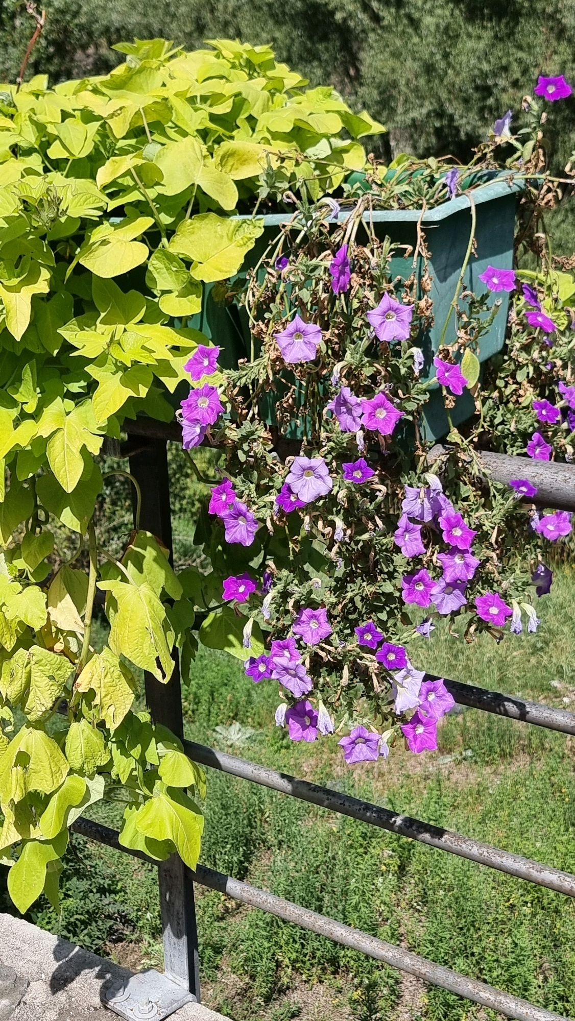 The image shows a close-up of a hanging planter filled with vibrant green foliage and purple petunias. The planter is a dark green, rectangular container, likely made of plastic, suspended from an unseen support. The foliage, appearing to be a variety of sweet potato vine, has large, heart-shaped leaves with a striking chartreuse color. Interspersed with the green are numerous purple petunia flowers, in various stages of bloom and some showing signs of wilting. The planter is positioned against a background of lush green vegetation and out-of-focus trees. A metal railing, weathered and gray, runs horizontally across the lower portion of the image, with a concrete base and metal bracket visible in the bottom left corner. The lighting suggests it is a sunny day, casting shadows. The image appears to be taken outdoors in a setting that could be a garden, balcony, or public space in the city of Sant Joan Les Fonts, Spain, given the context provided. There are no people or animals visible in the scene.