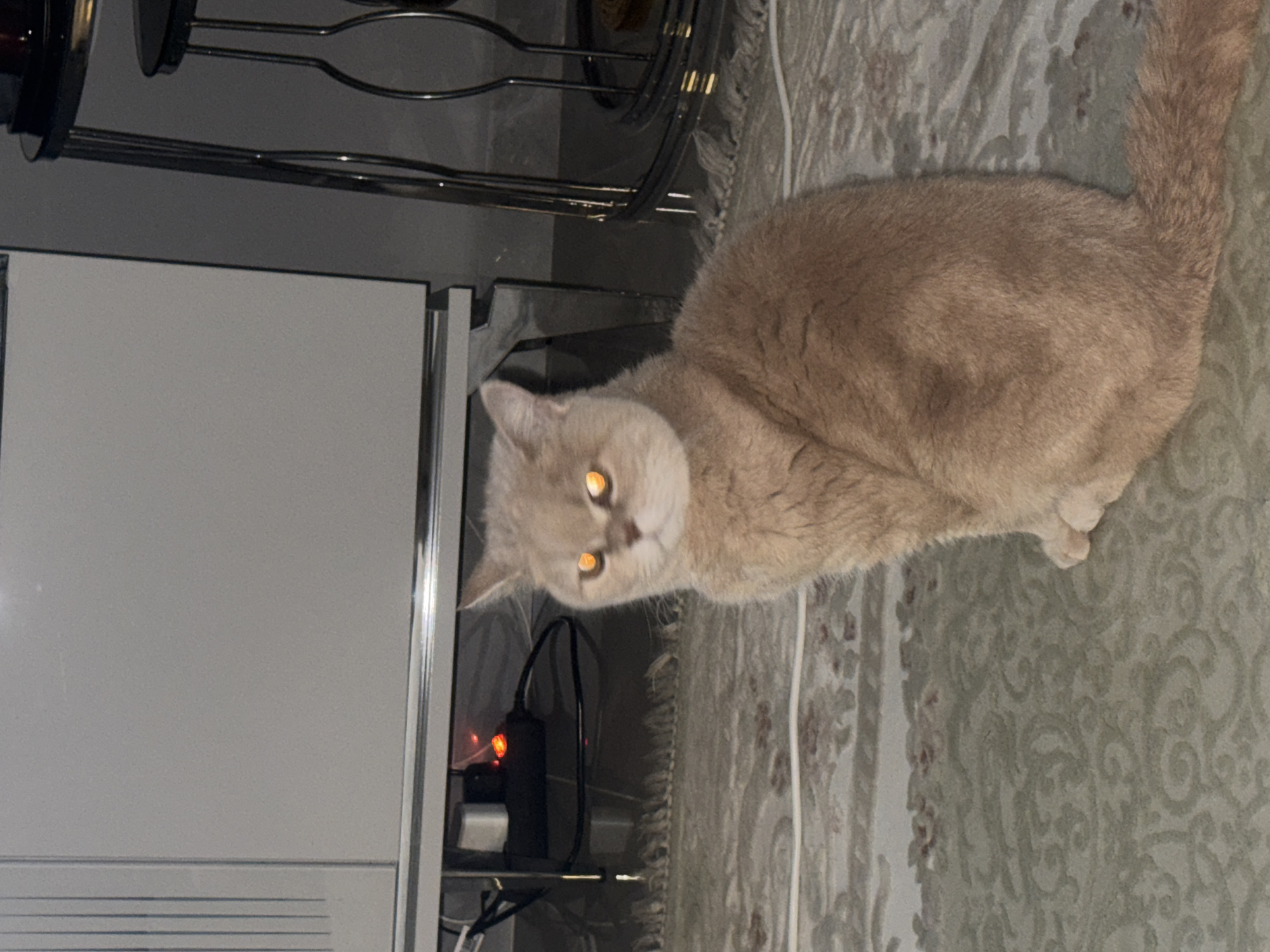 A medium-sized, light-brown cat with a broad face, small ears, and bright orange eyes, sits on a patterned carpet. The cat faces the camera. To the left of the cat, a white cabinet with a silver frame and a metal rack are visible. A black power adapter with a red light is plugged into an outlet on the rack. The carpet is patterned with muted earth tones and floral designs. The location appears to be indoors.